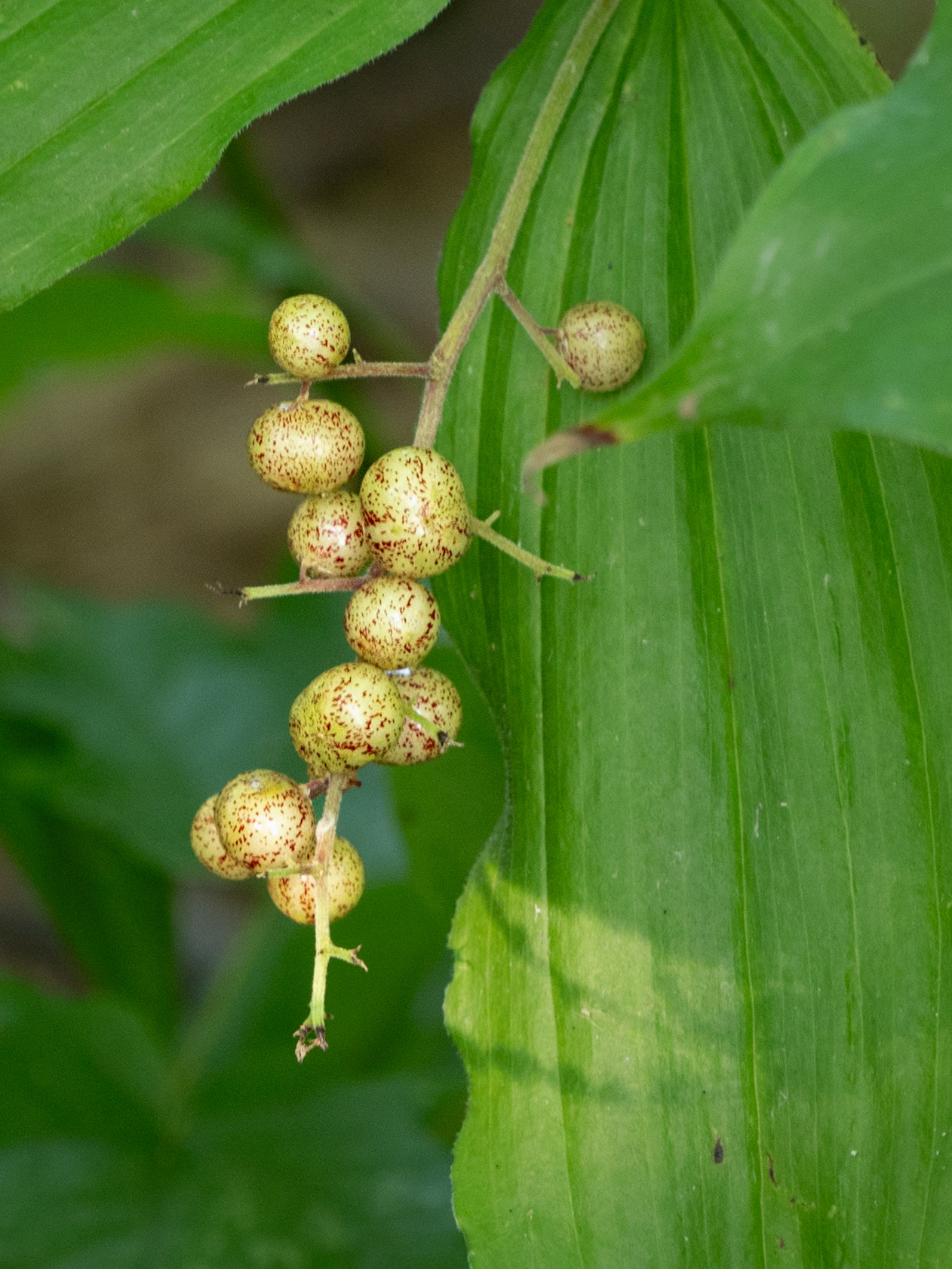 false solomon seal
