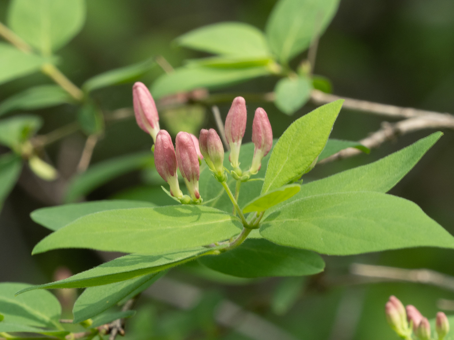 Honeysuckle