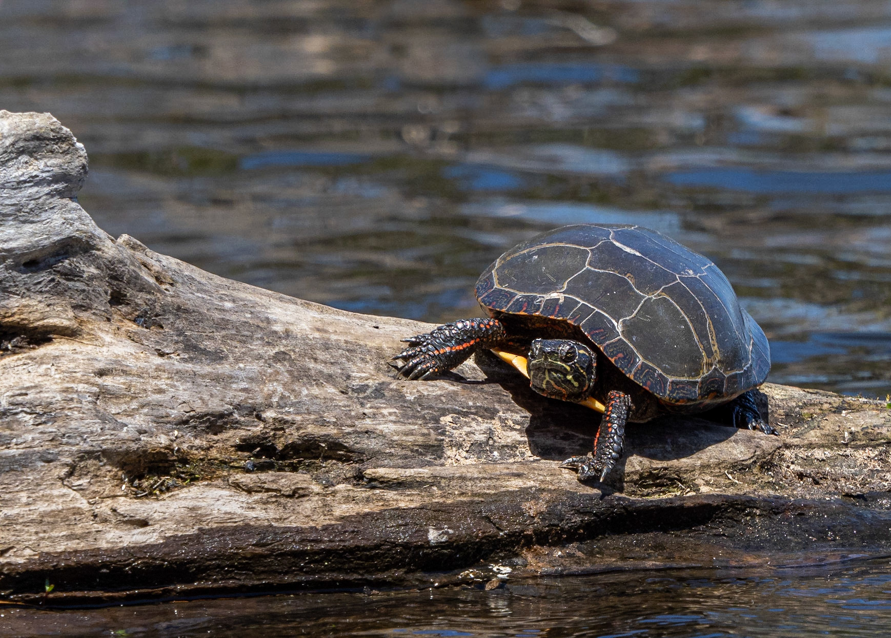 painted turtle
