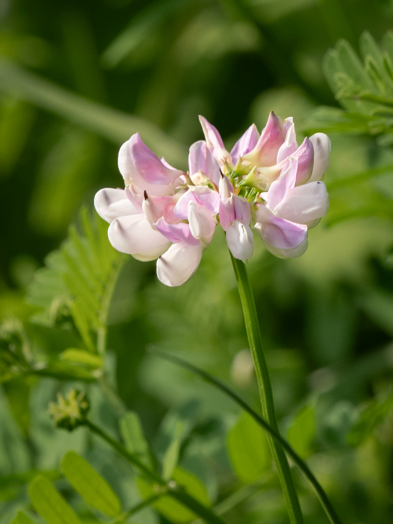 crown vetch