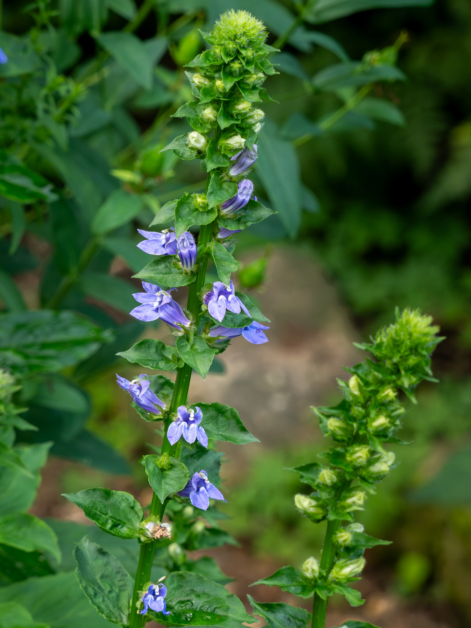 lobelia