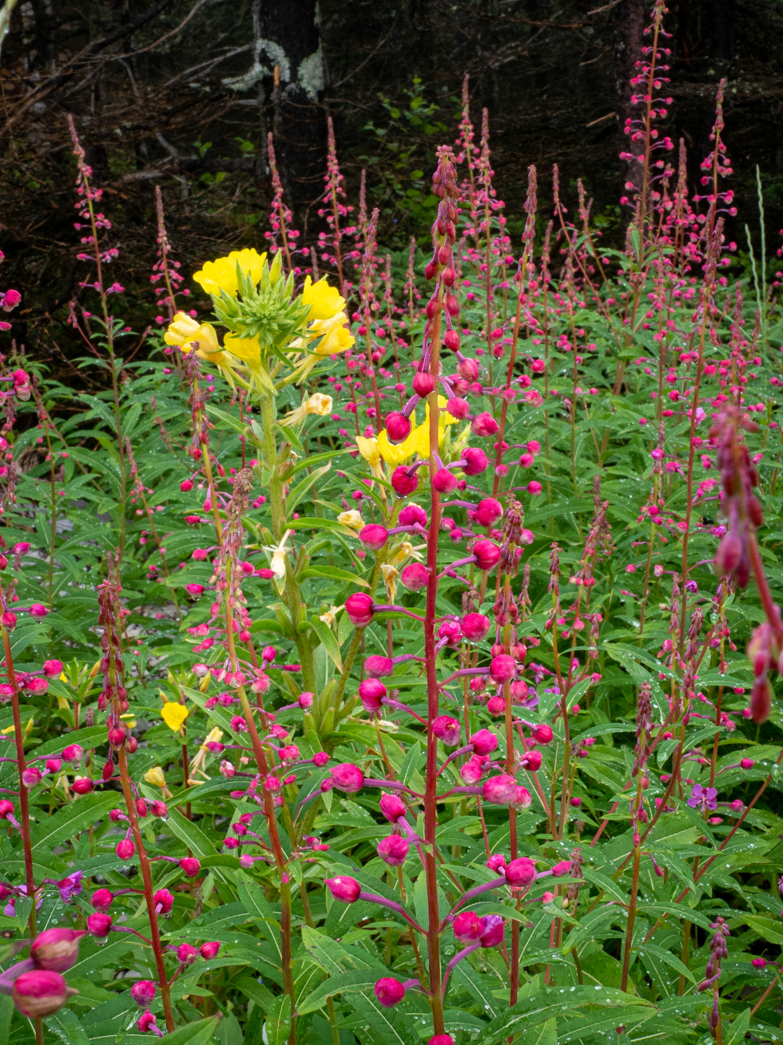 Evening primrose and fireweed