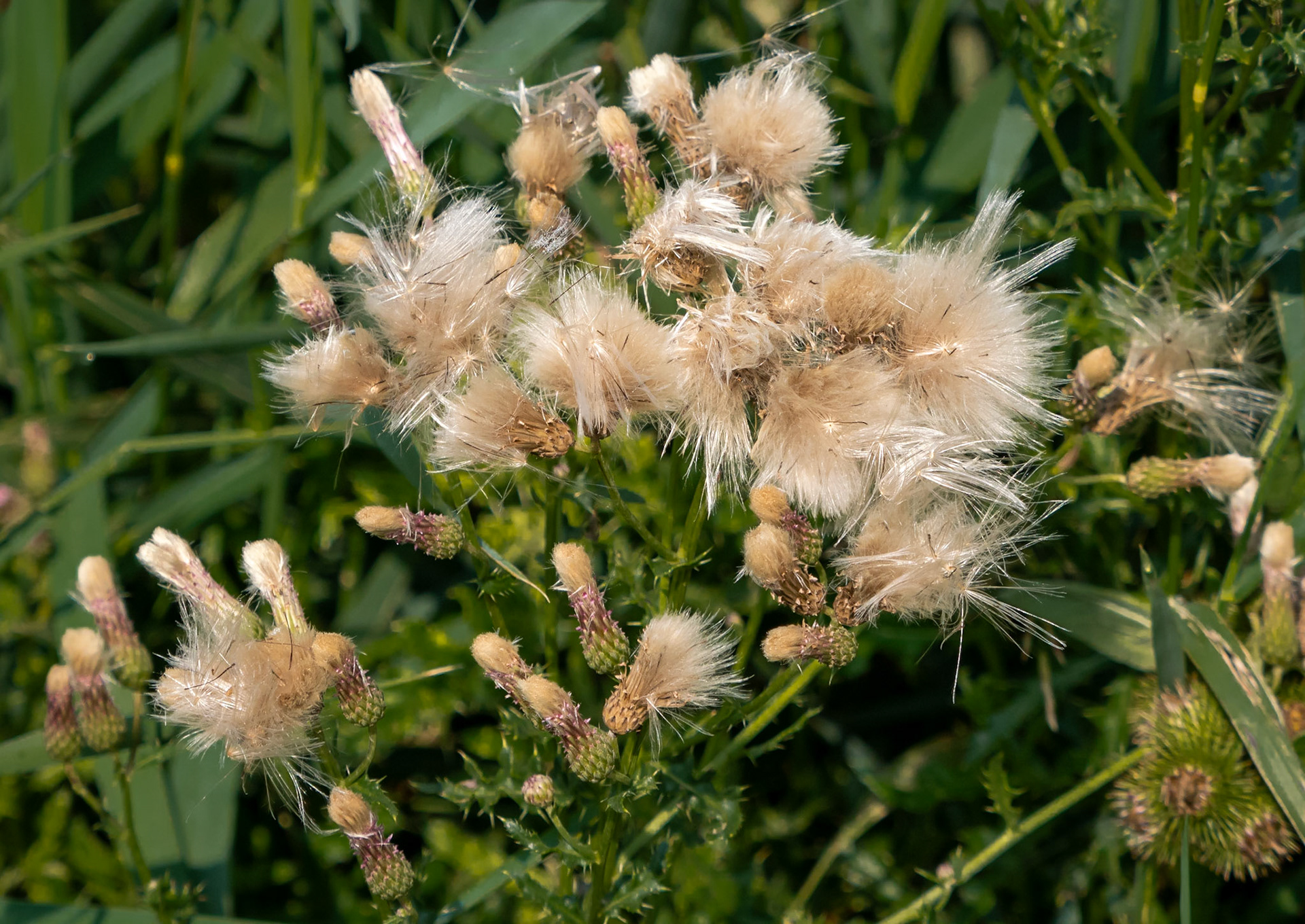 Canada thistle seeding