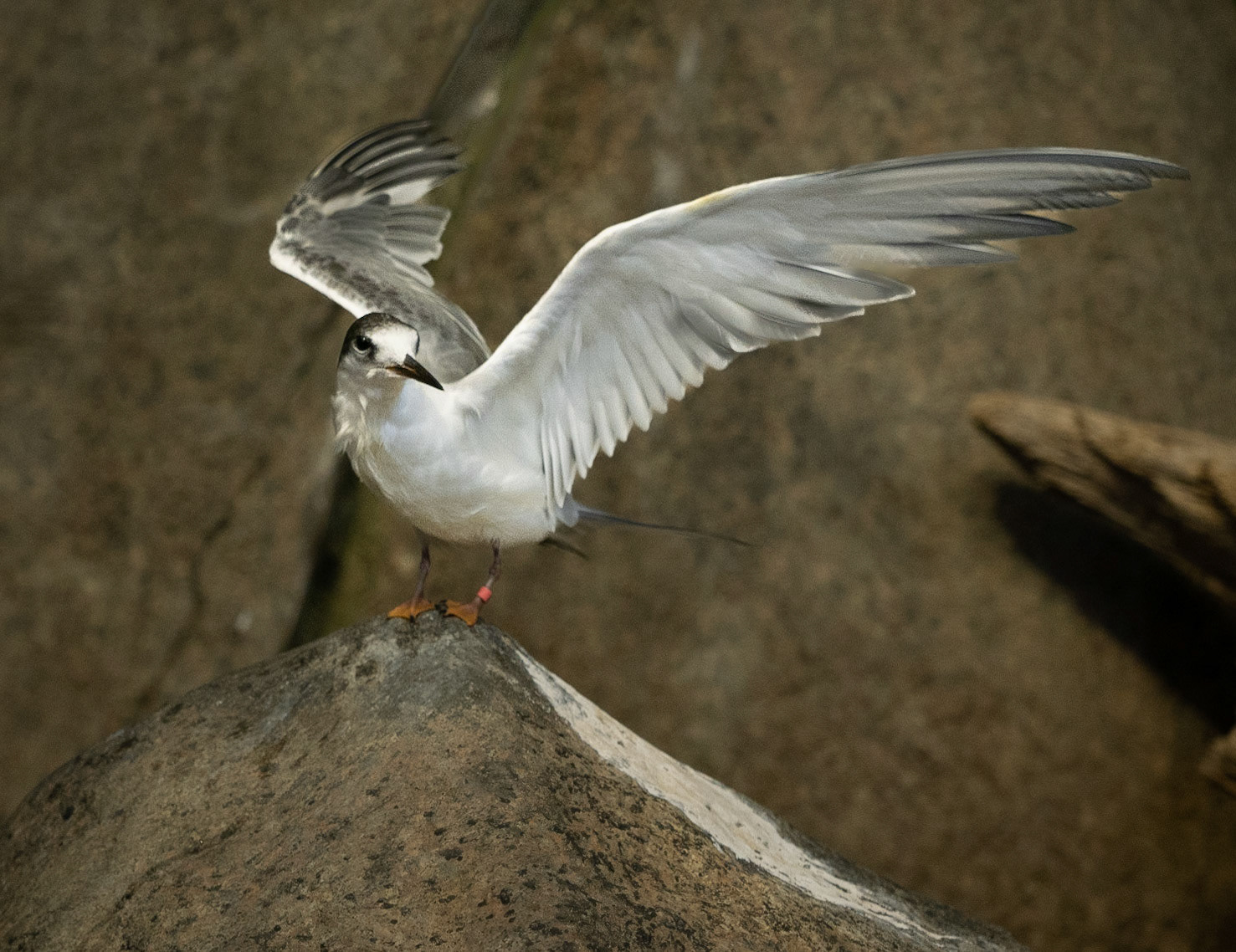 Tern