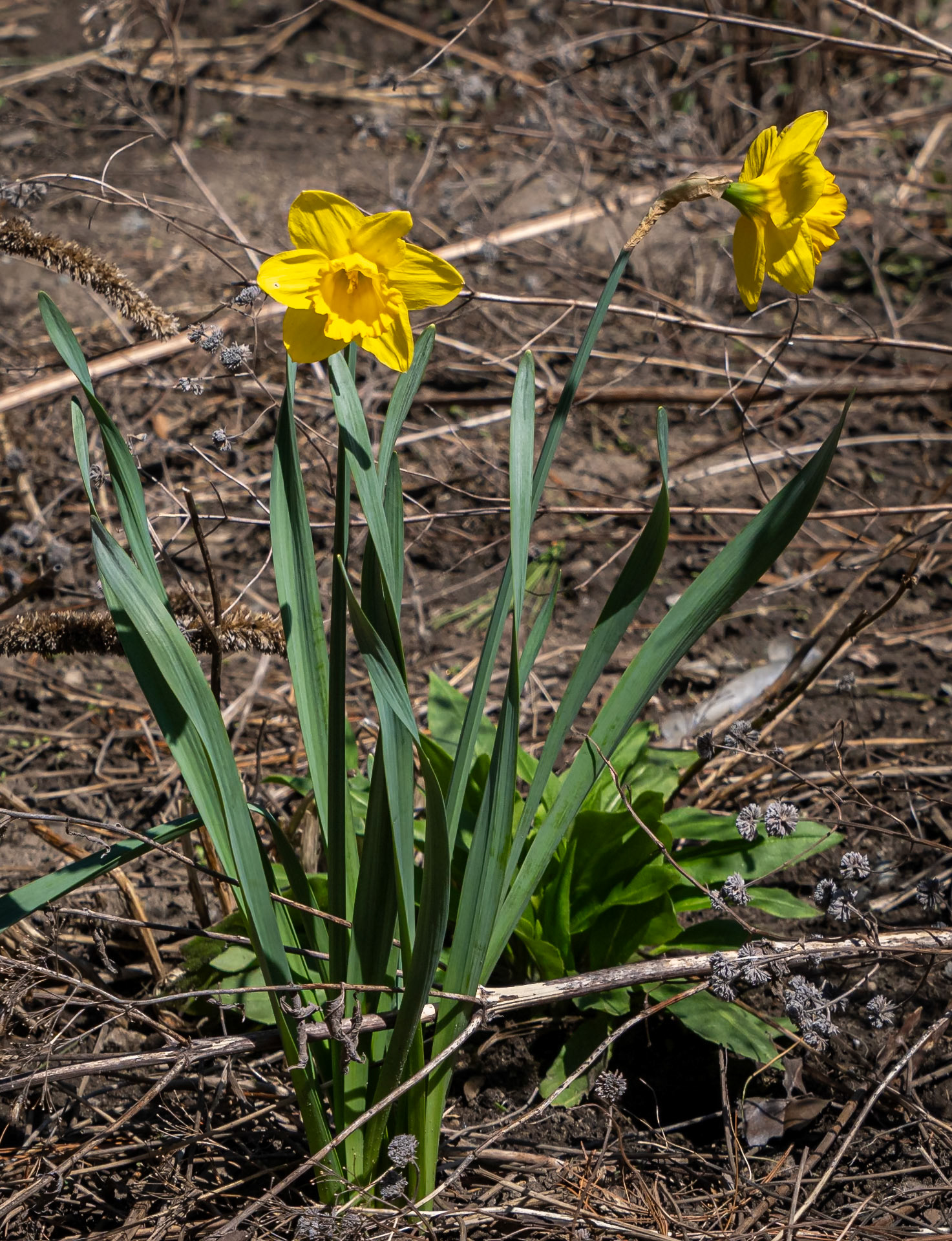 (non-wild) daffodils