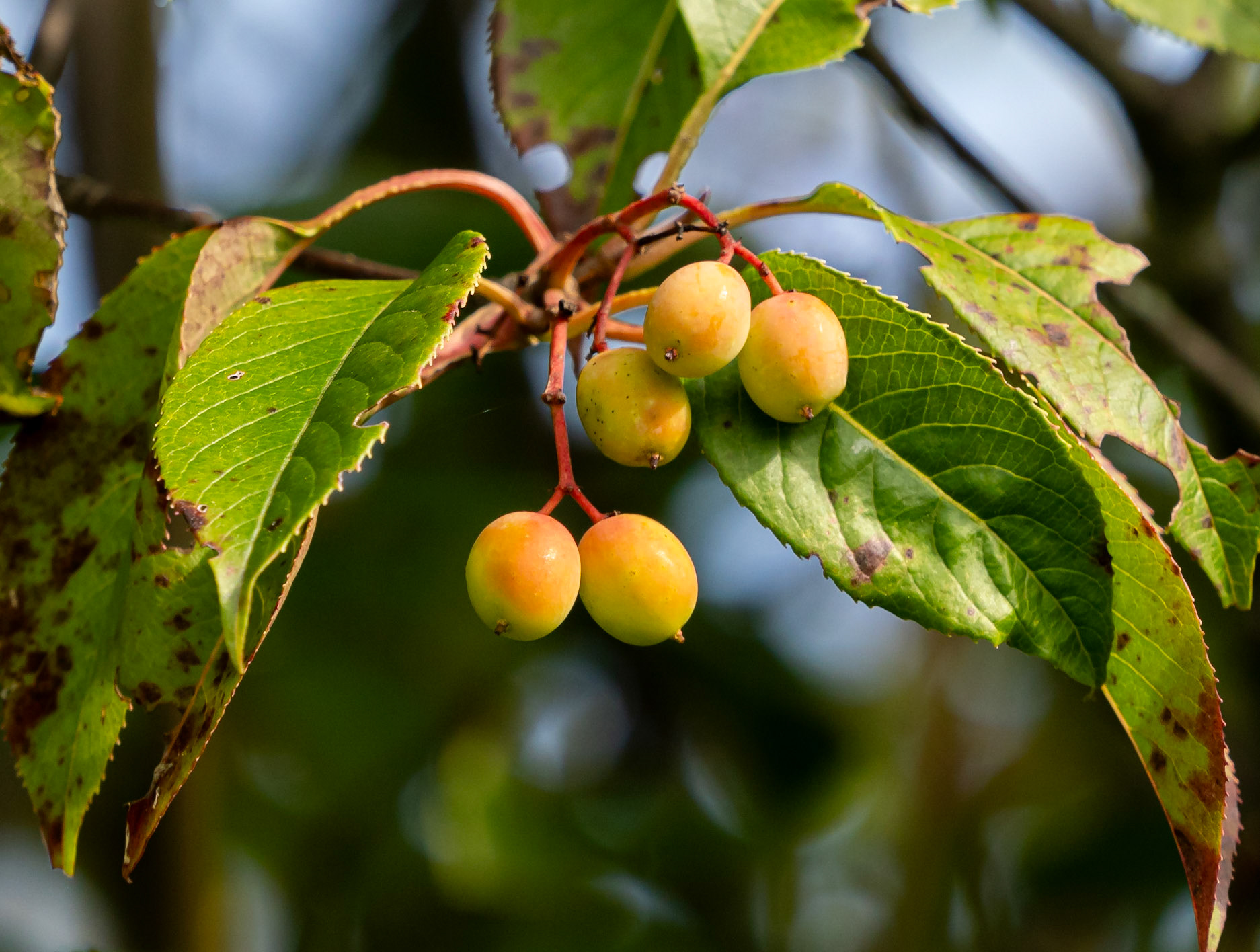 Nannyberry