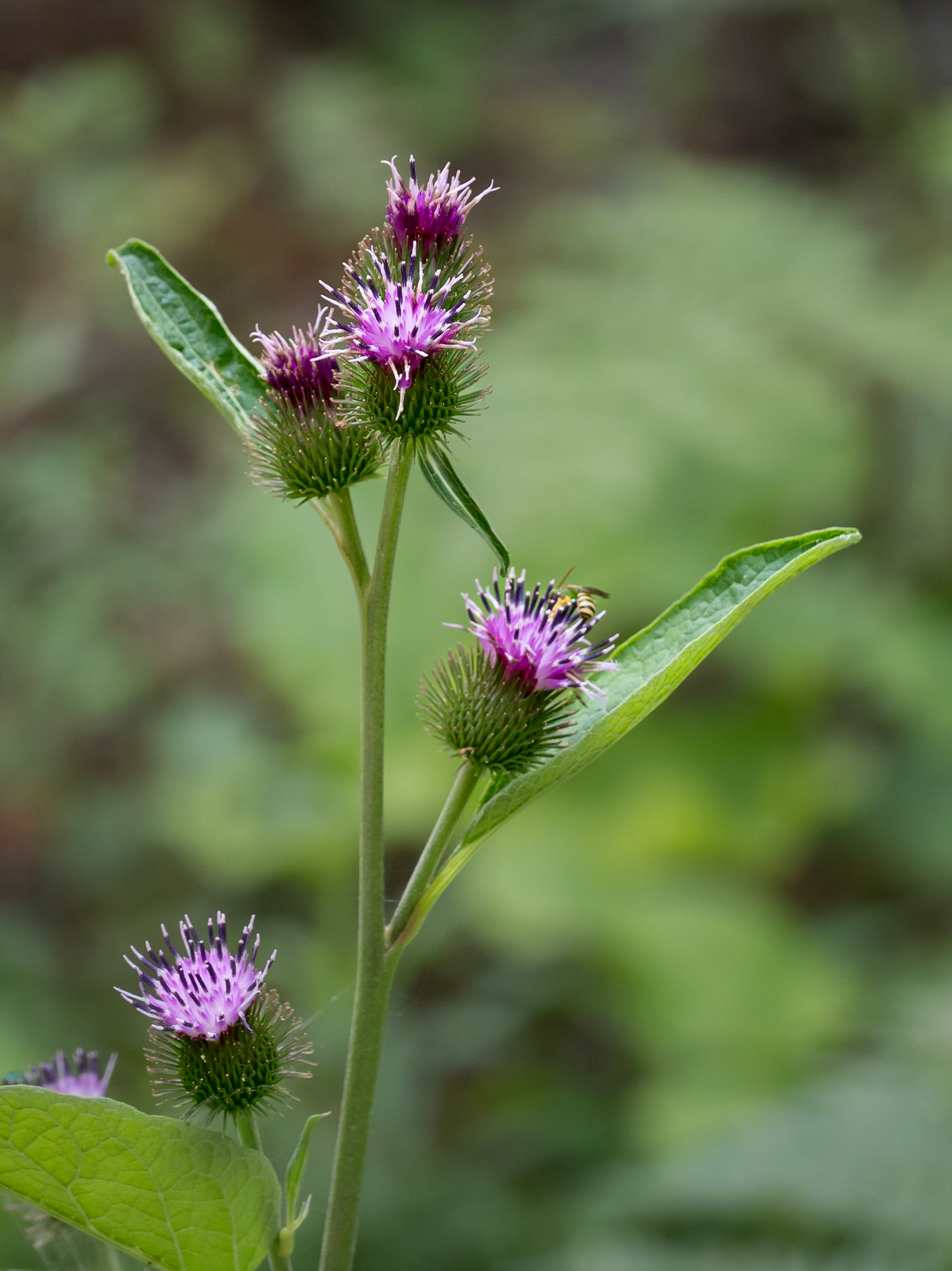 burdock