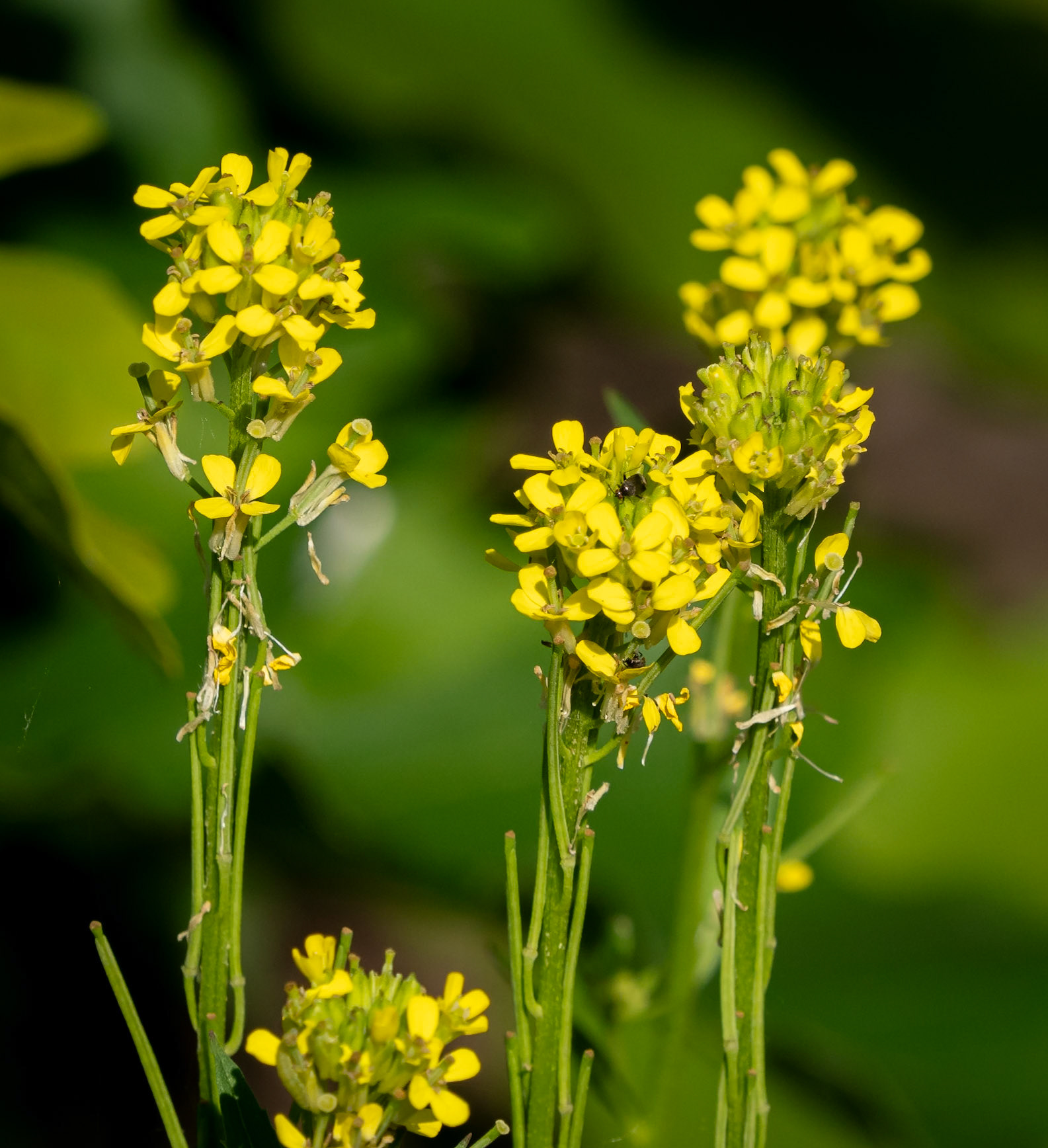 mustard
