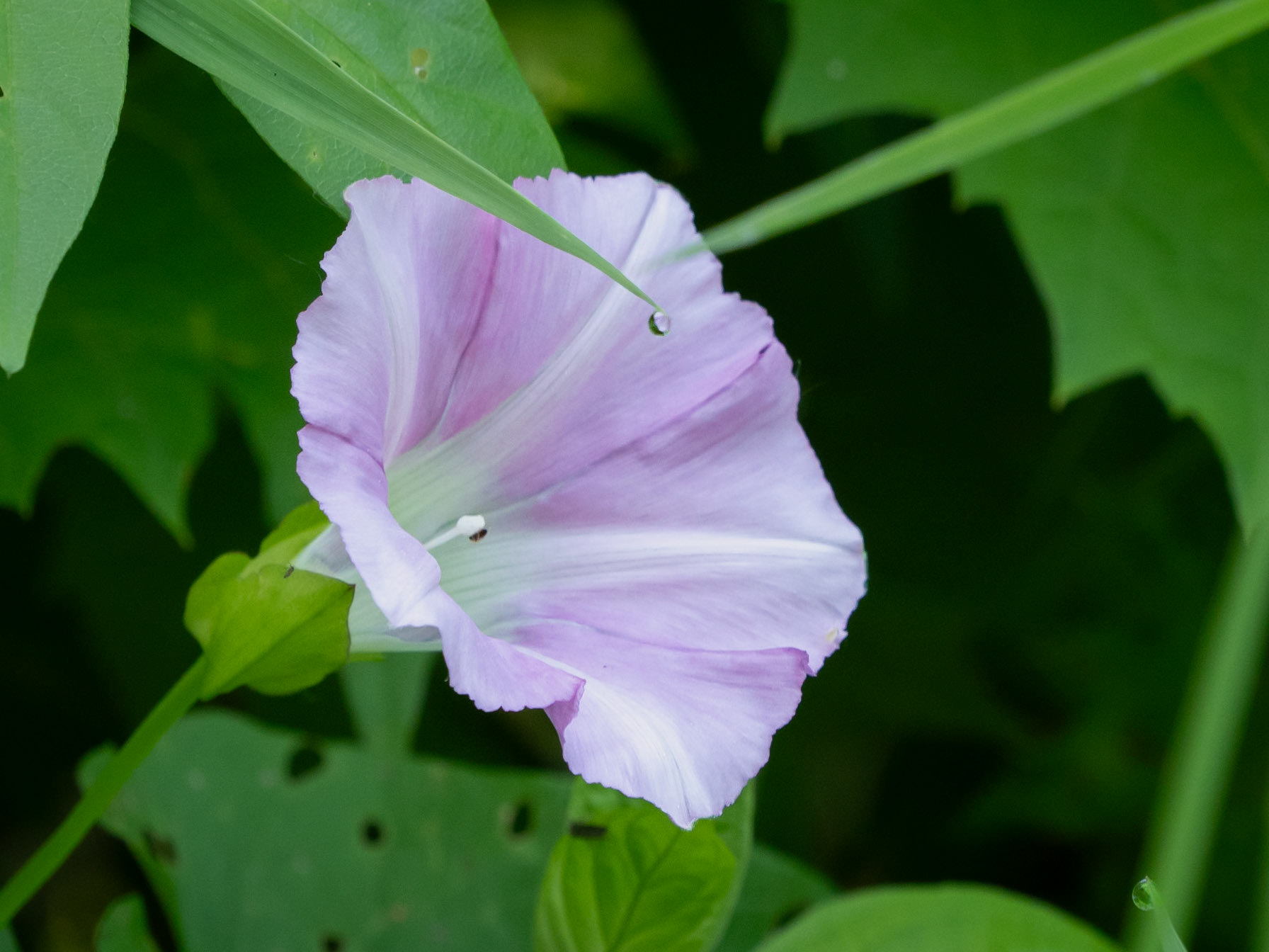 "rose" bindweed