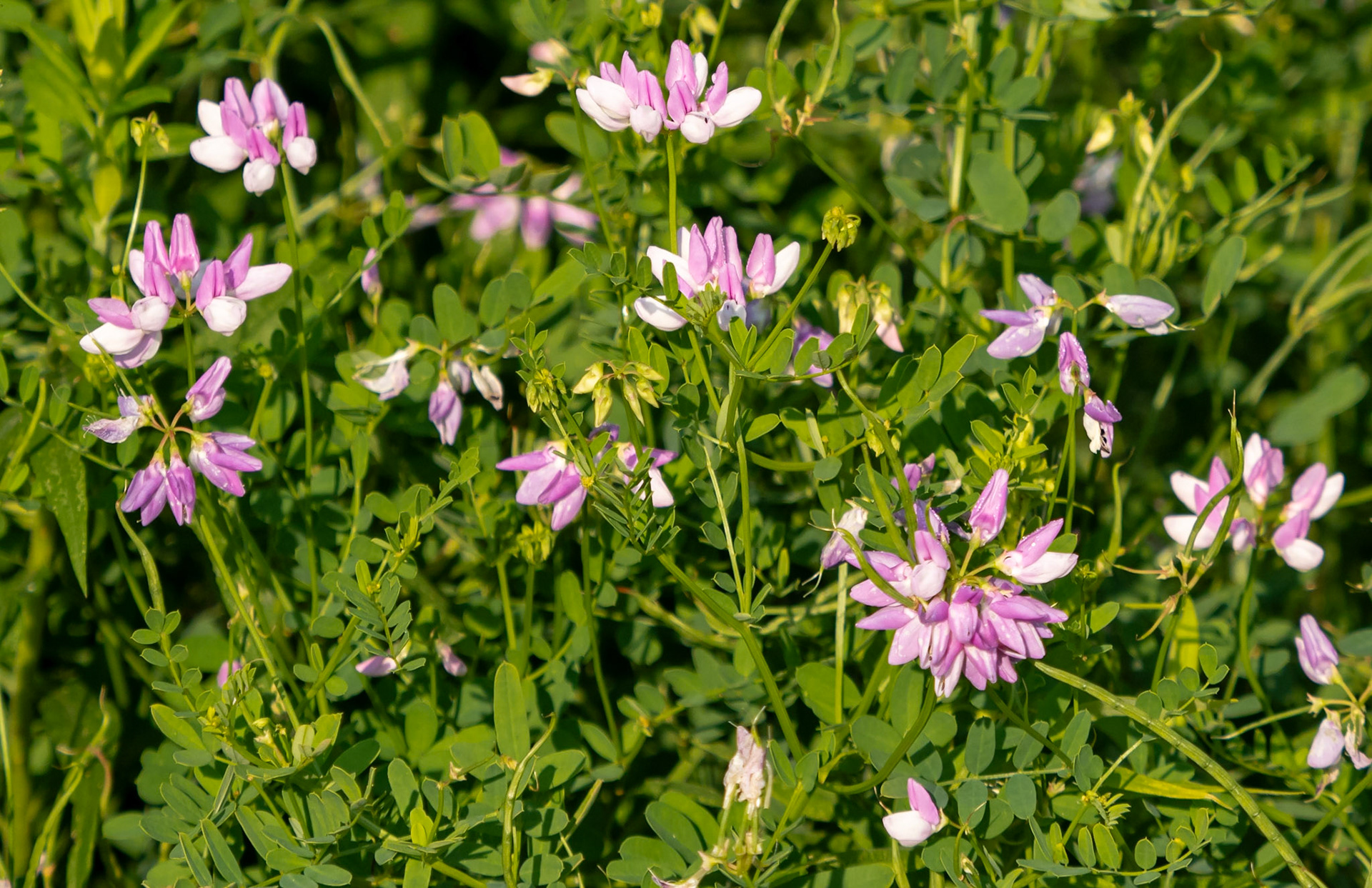 Purple crownvetch