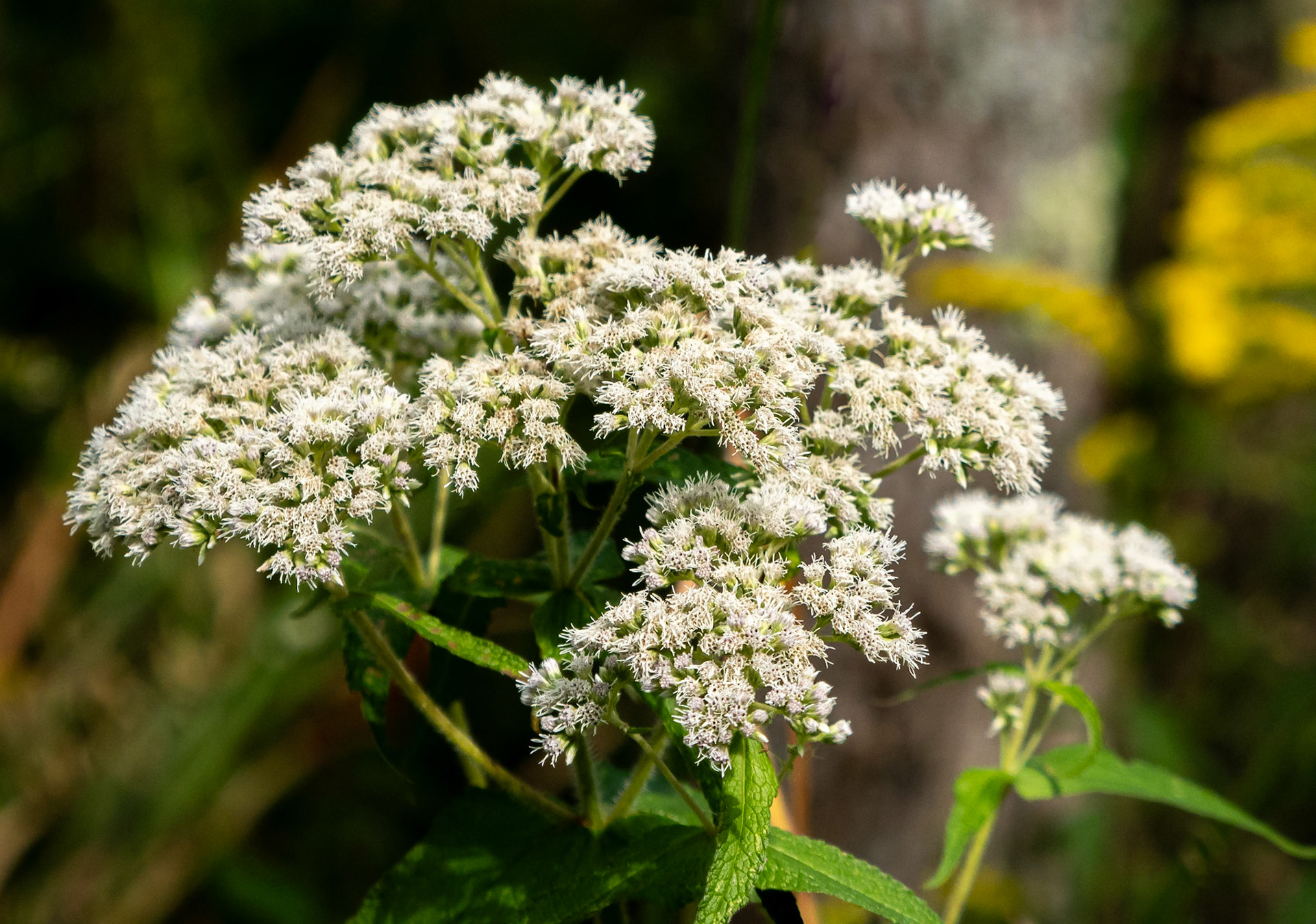 Boneset
