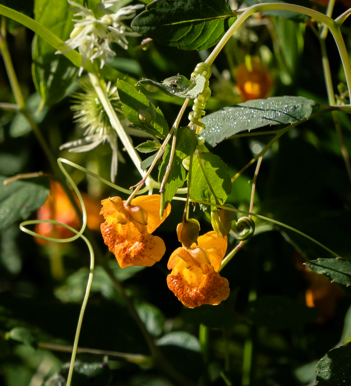 touch-me-not/spotted jewelweed/impatiens