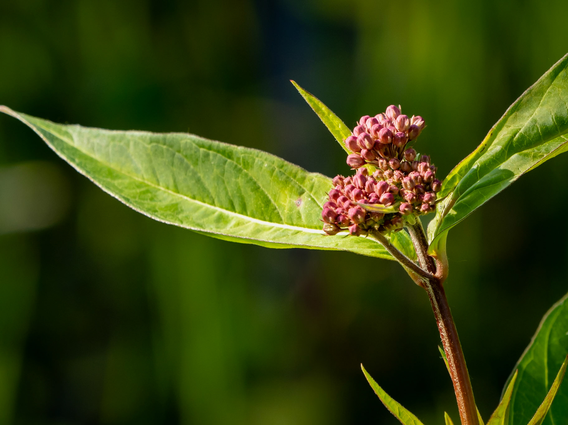 swamp milkweed
