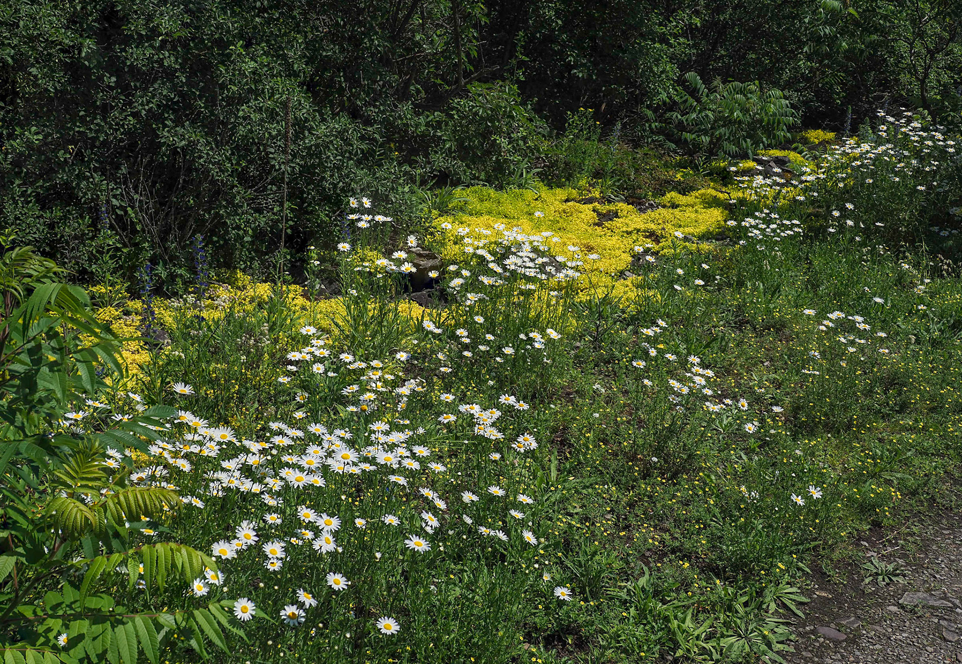 The area where the lovely ground frost is in winter was covered by yellow stonecrop