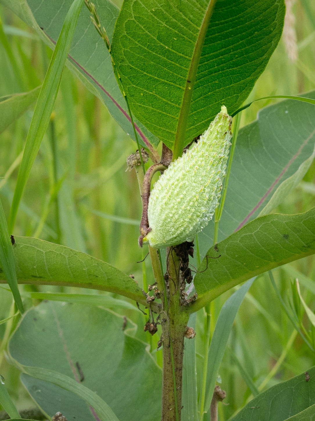 milkweed seed pod