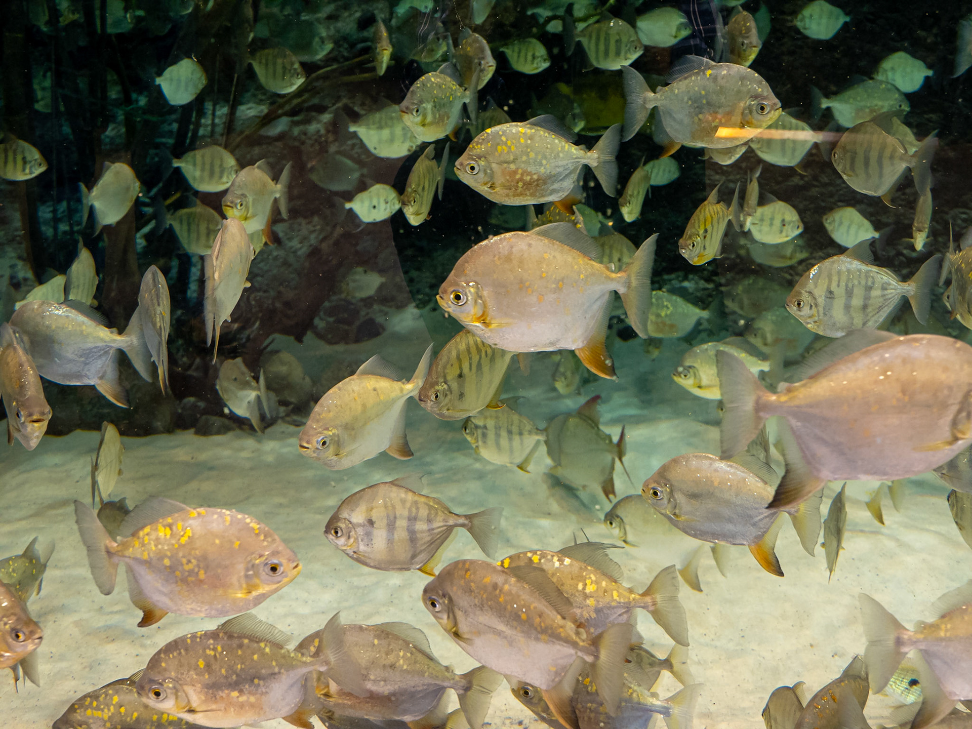 Large acquarium