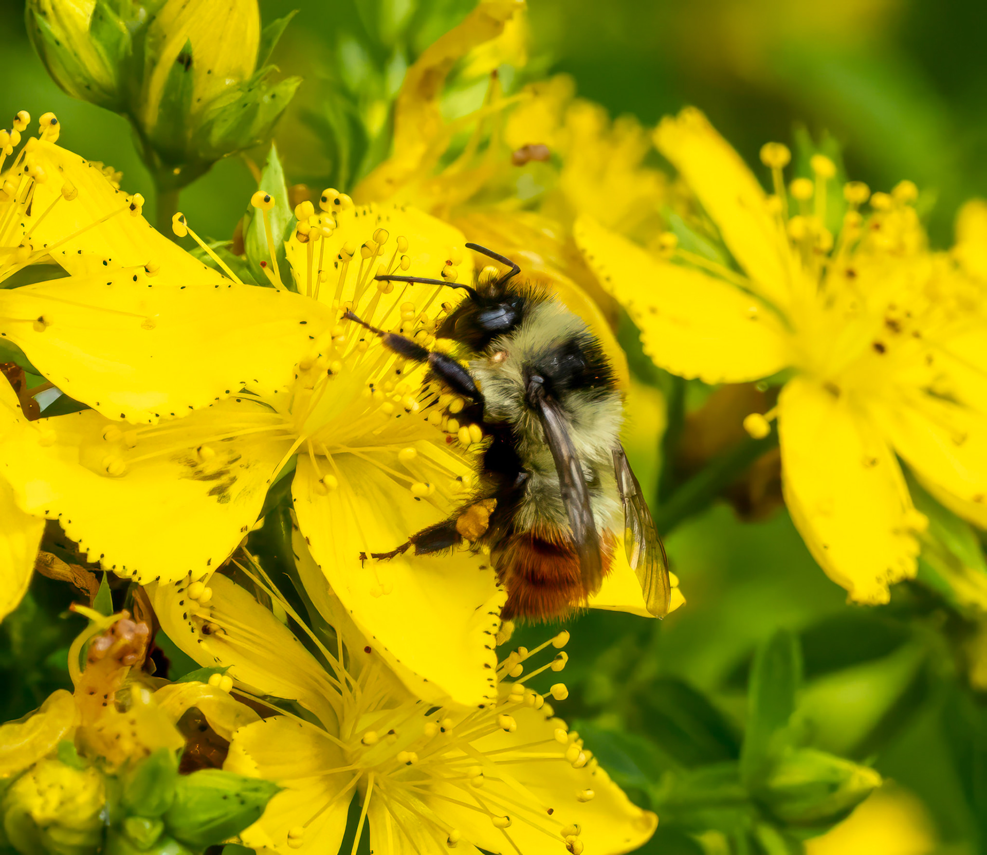 Red-belted bumble bee