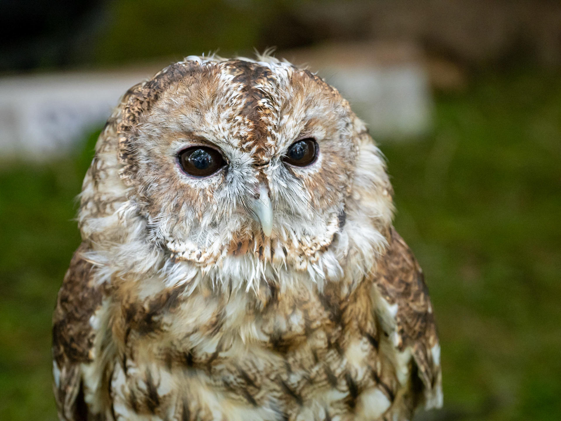 Tawny owl