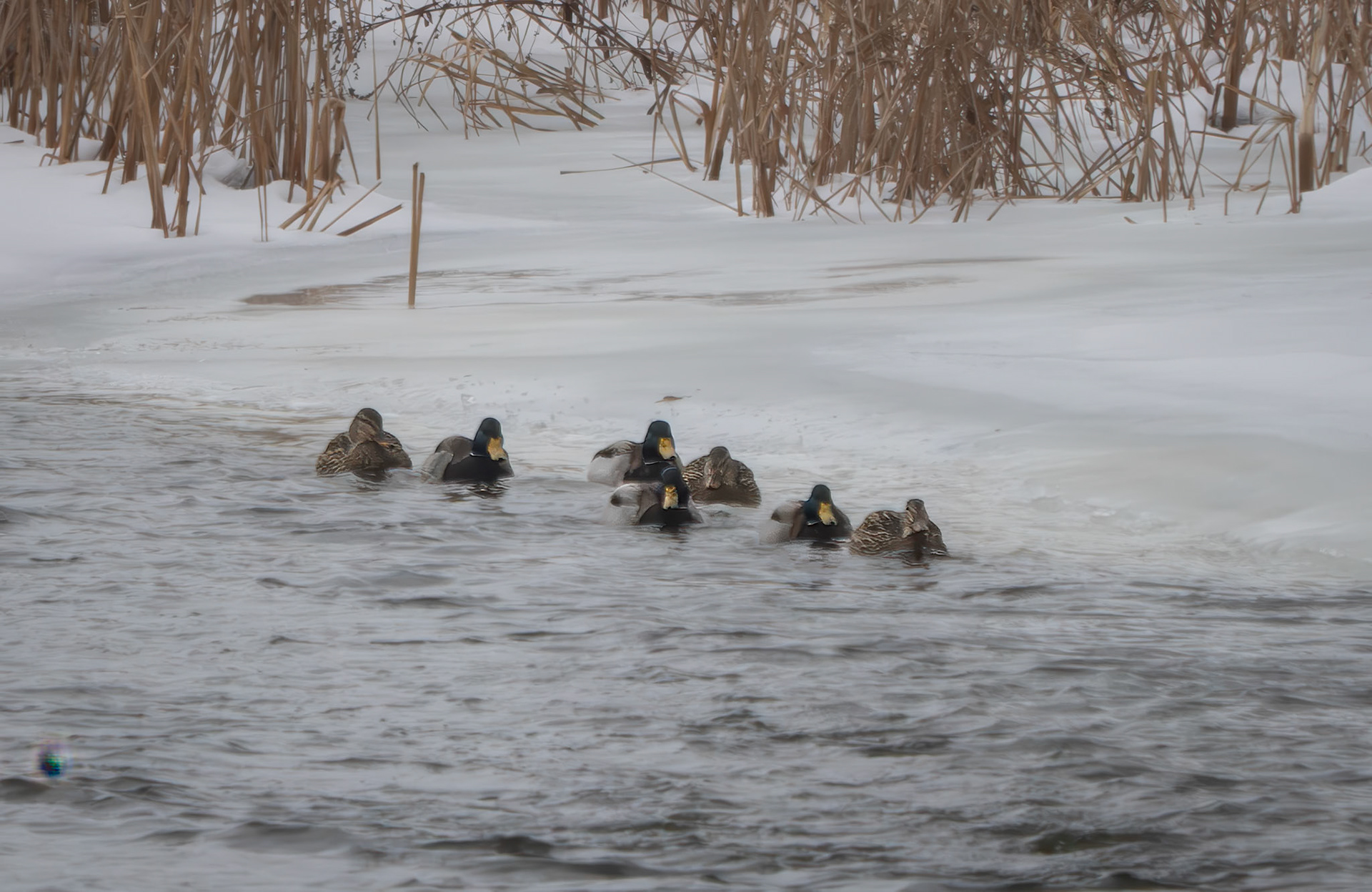 mallards
