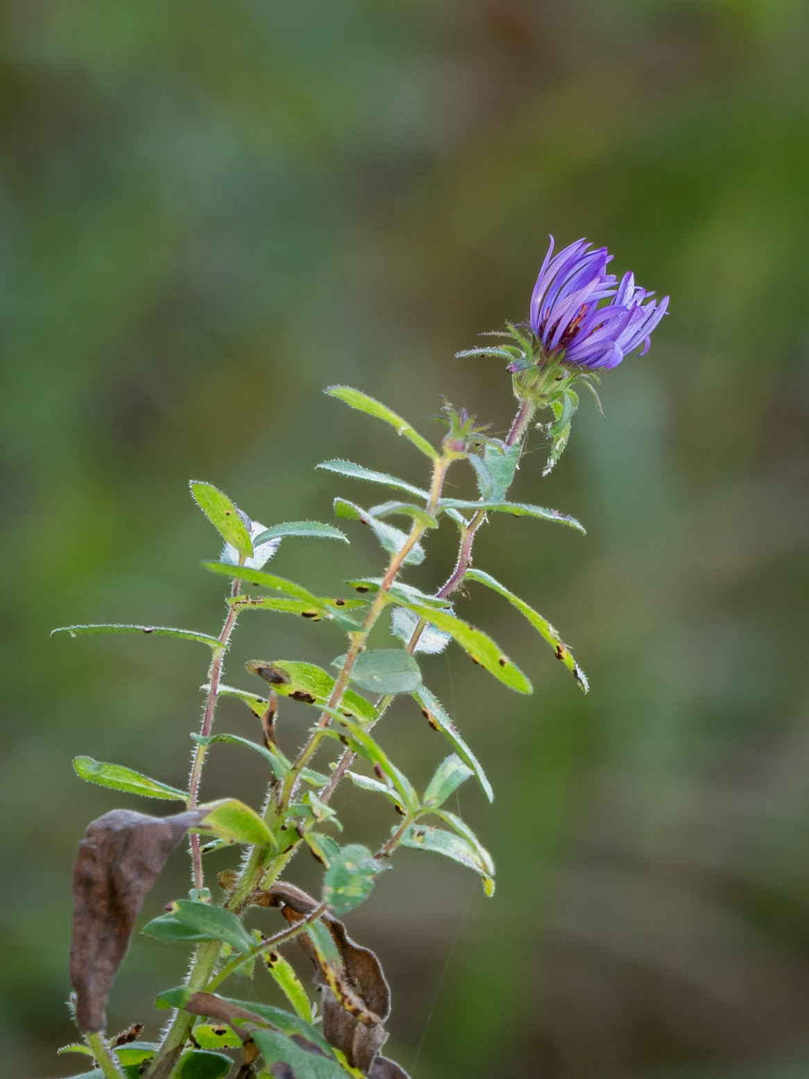 fall aster