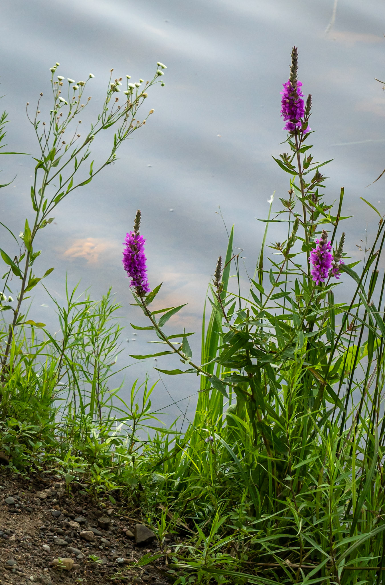 fleabane and purple loosestrife
