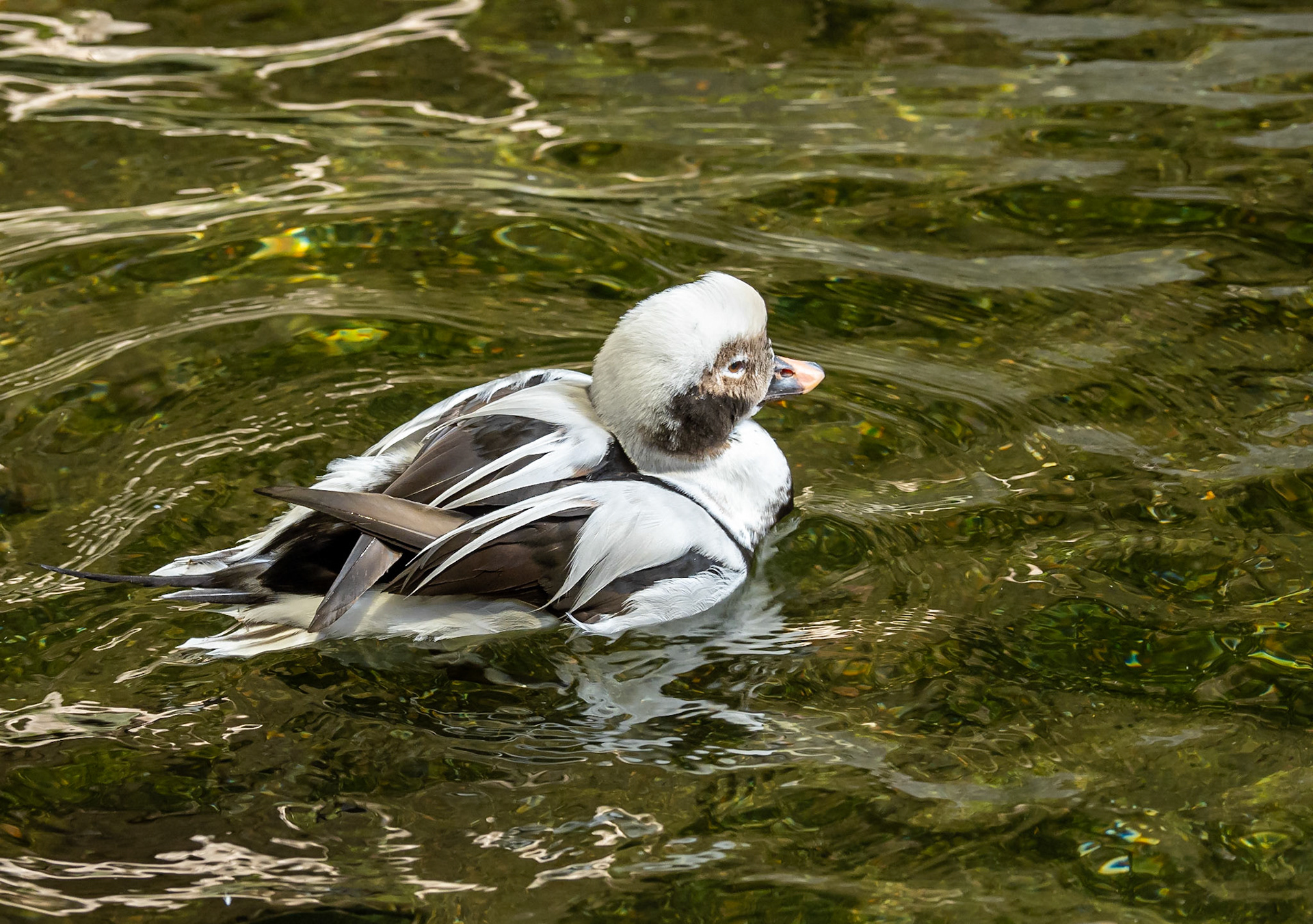 Long-tailed duck
