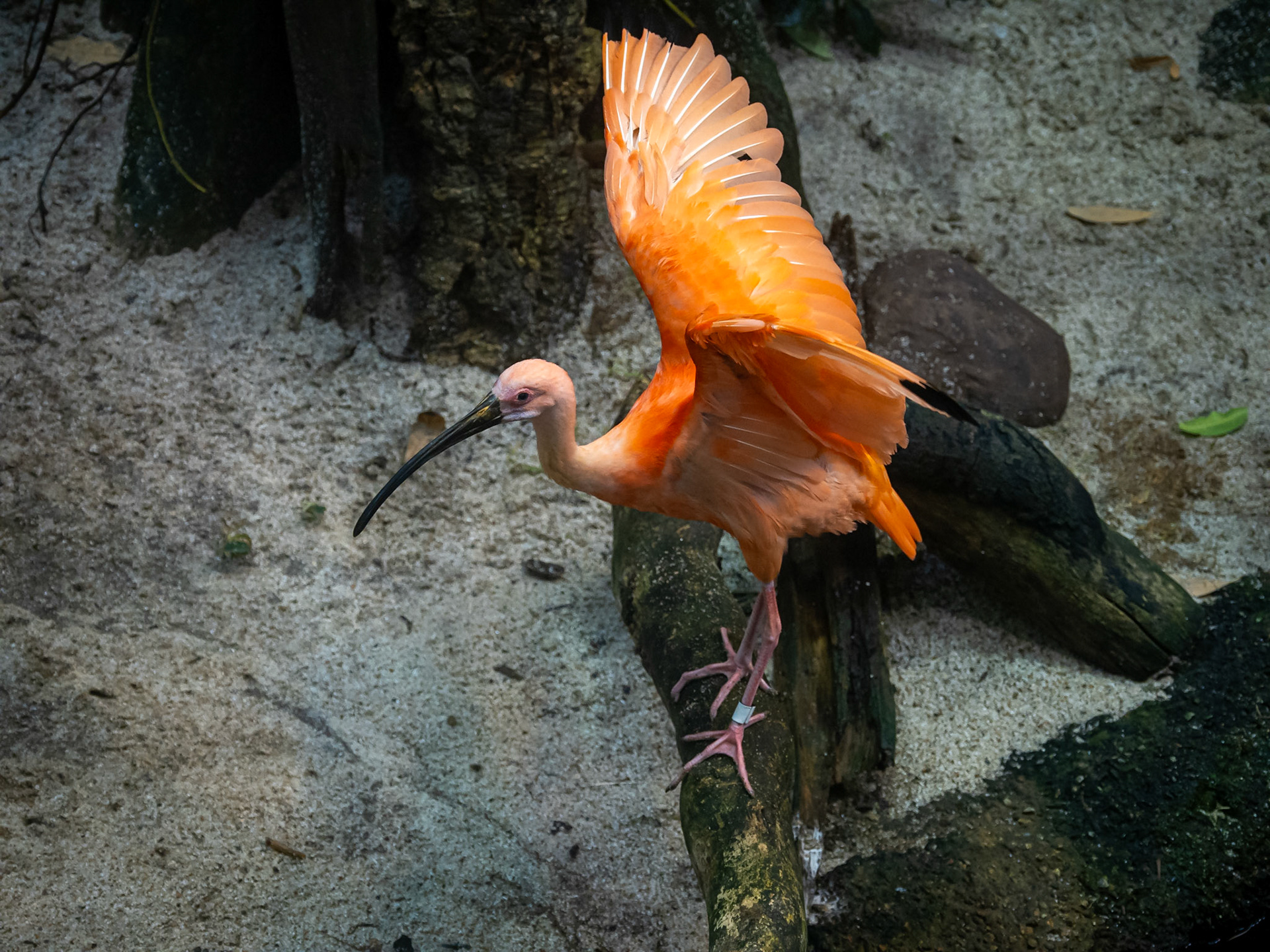 Scarlet ibis