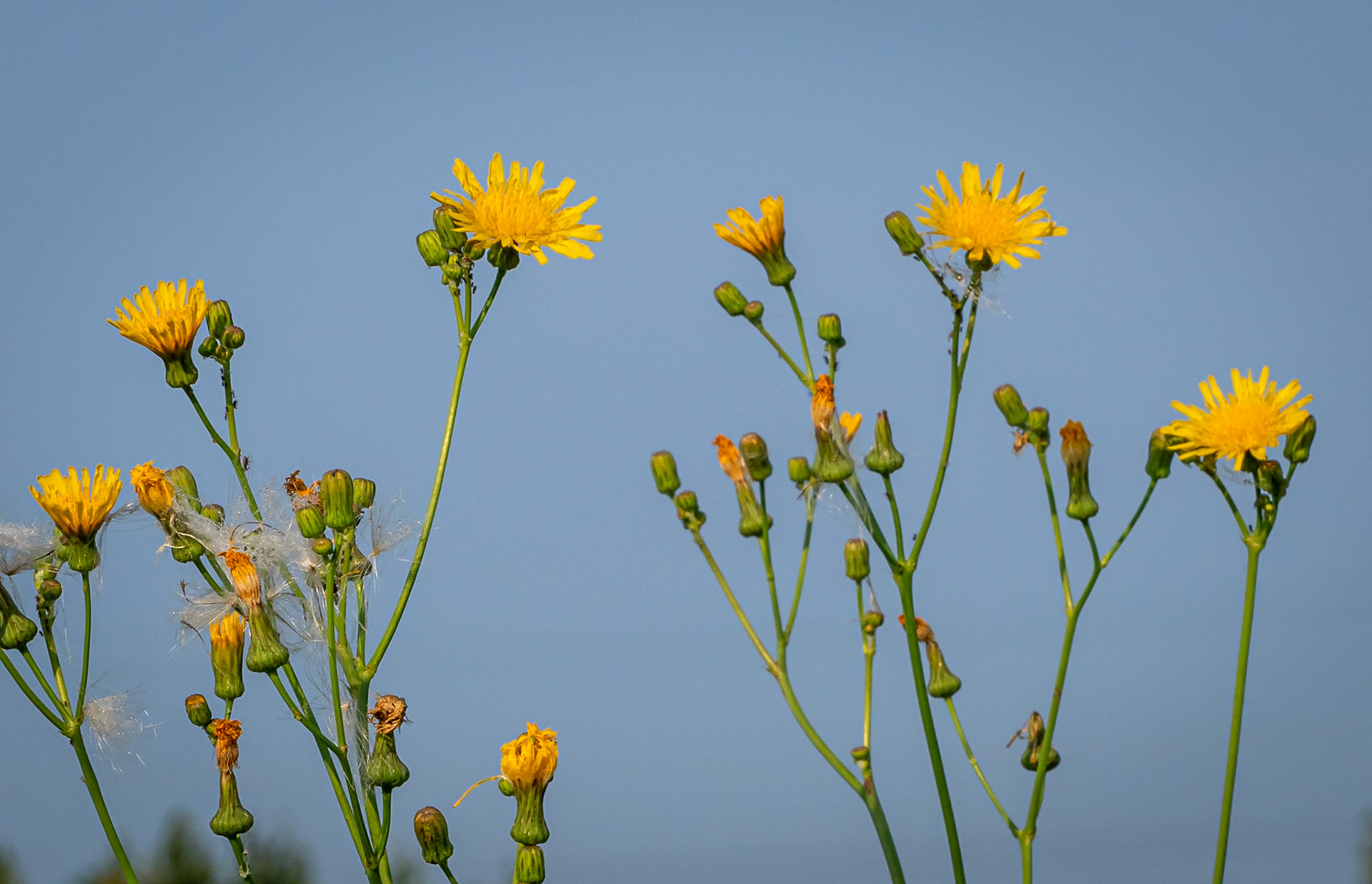 sow thistle