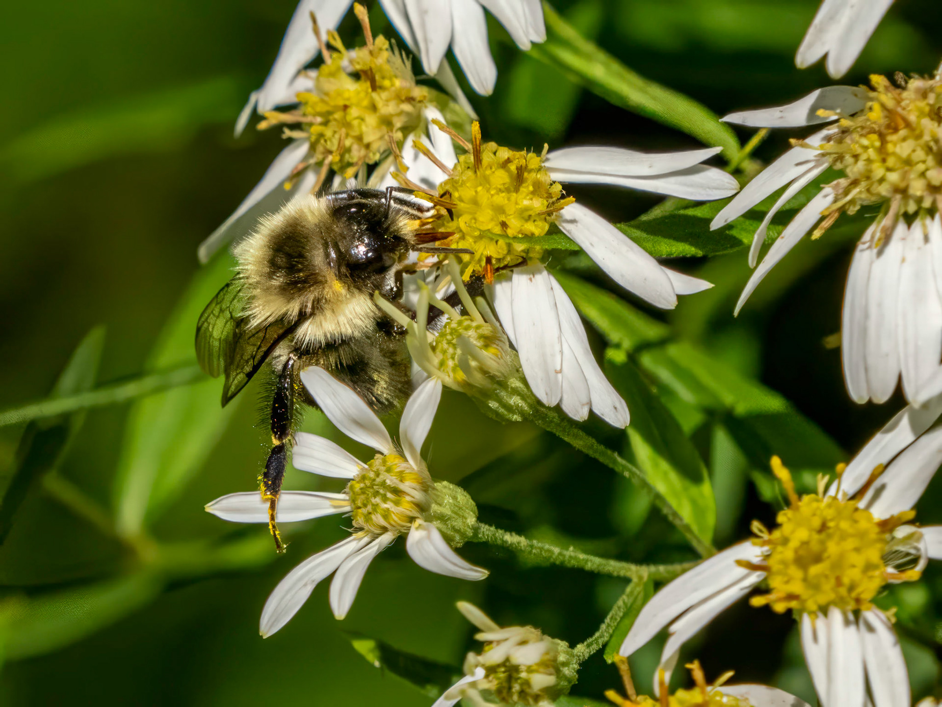 Bumble bee on aster