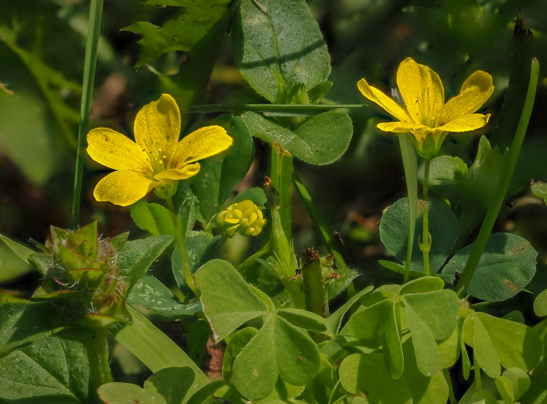 yellow clover