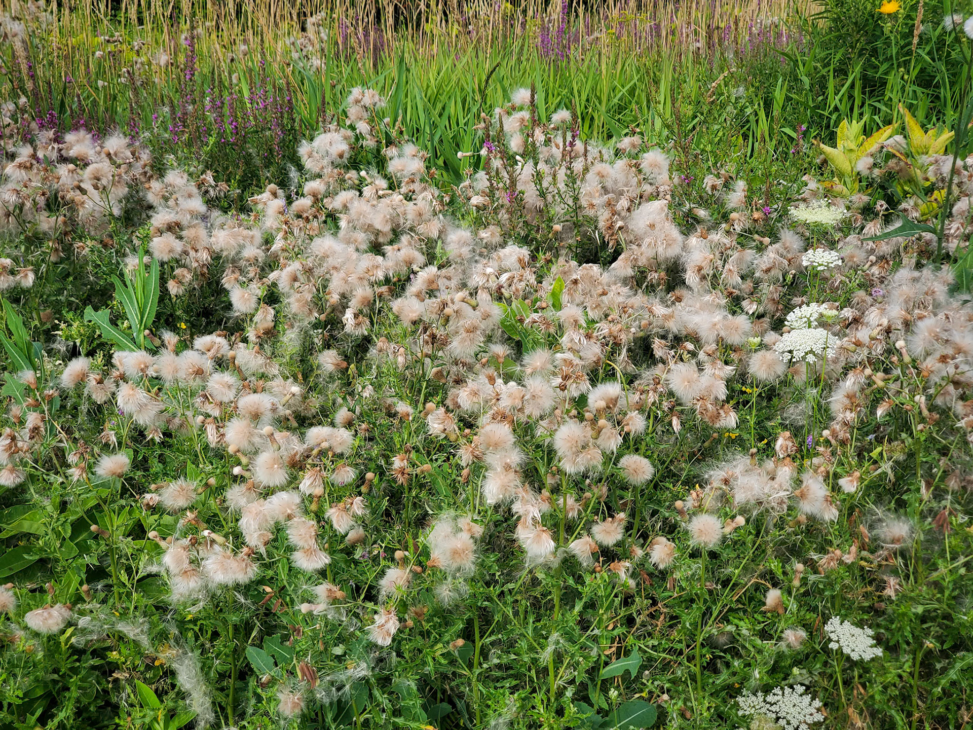 Canada thistle