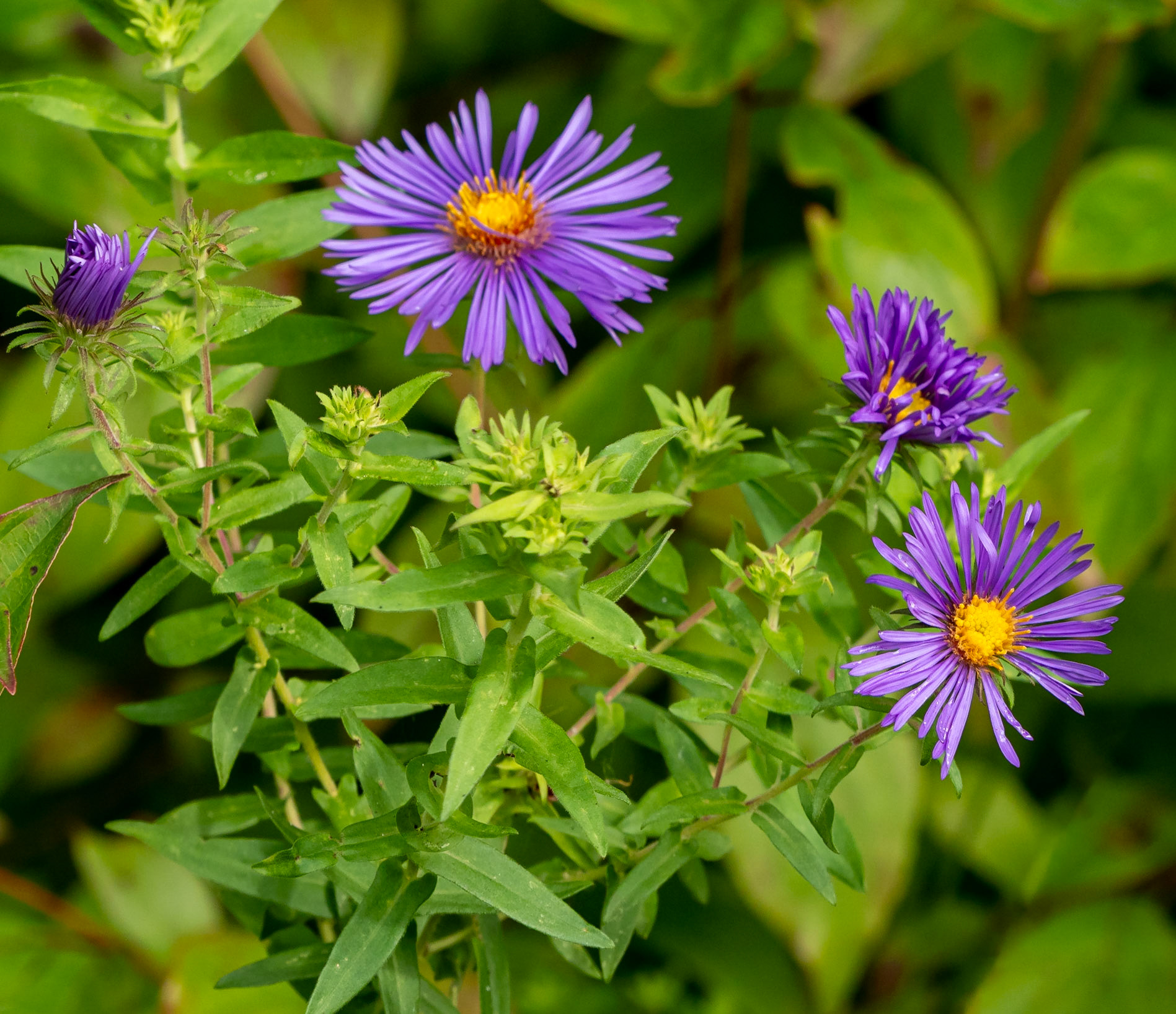 Fall aster