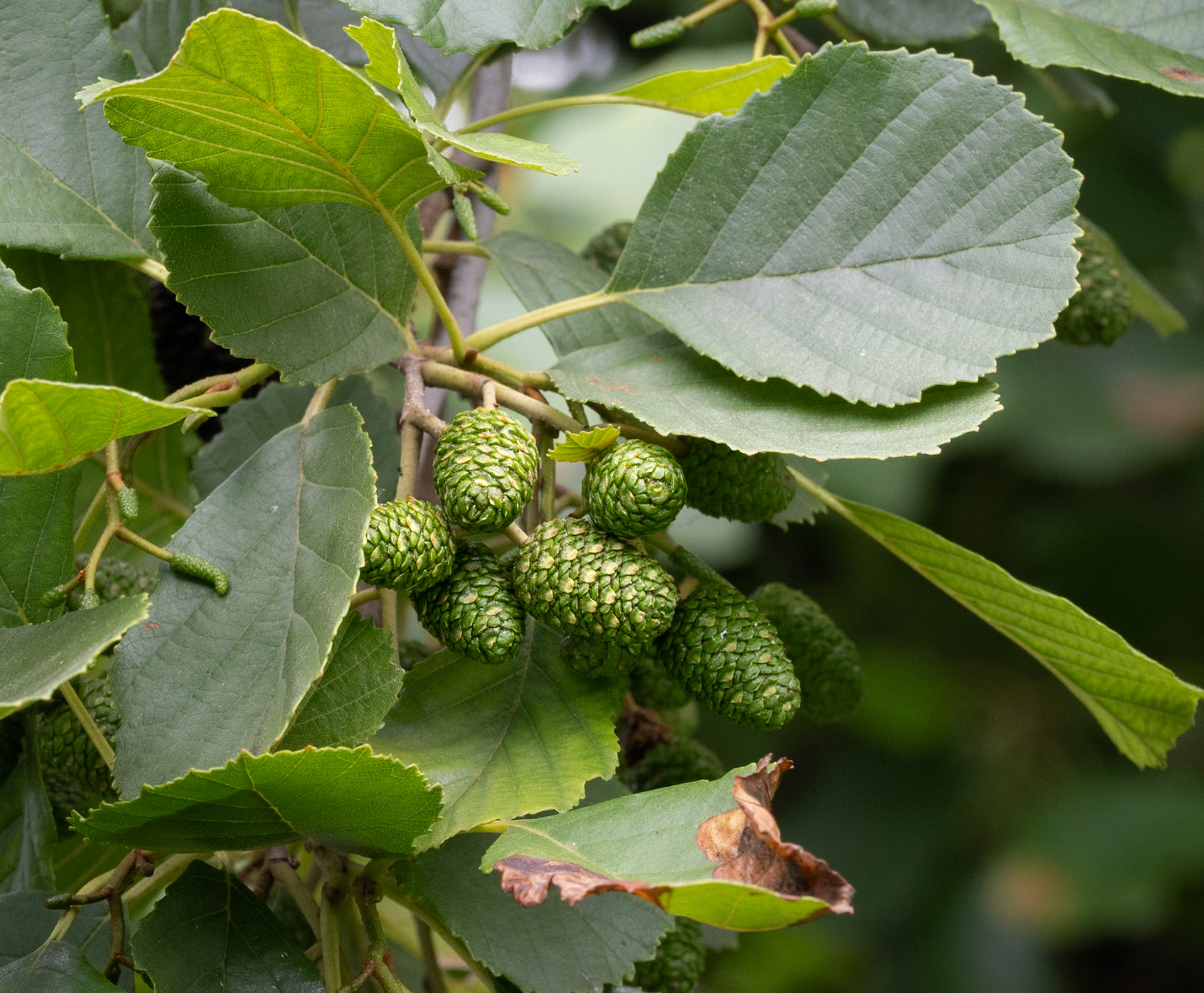alder