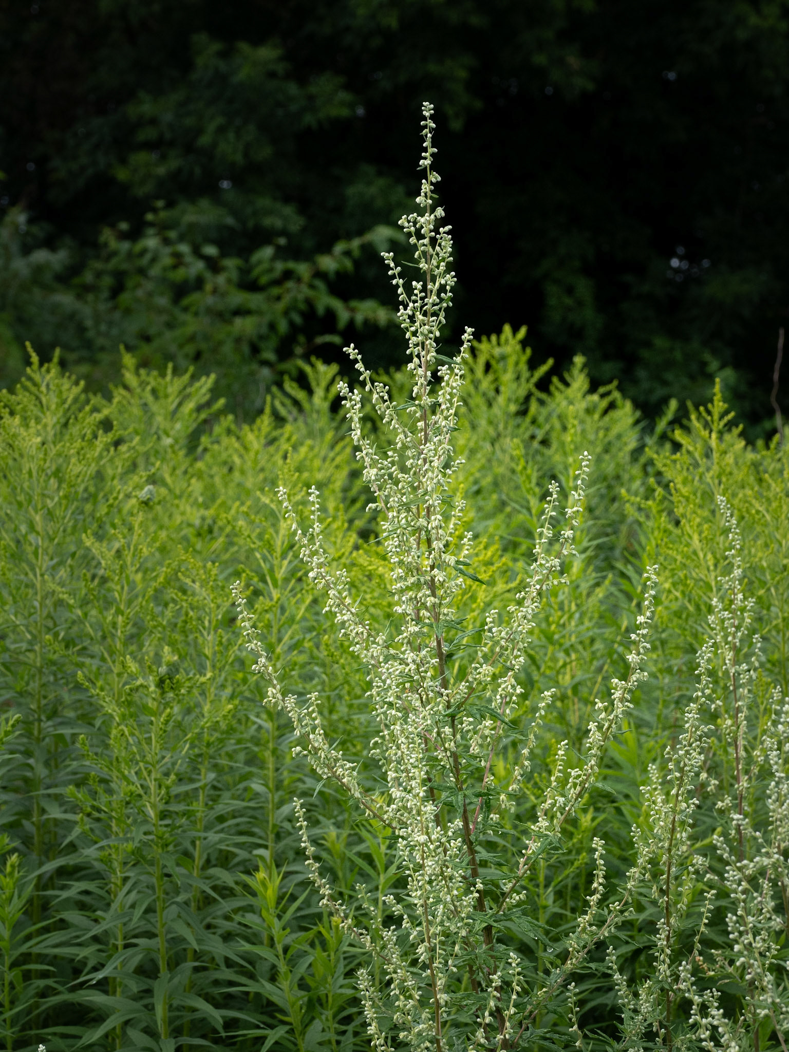 white sweet-clover