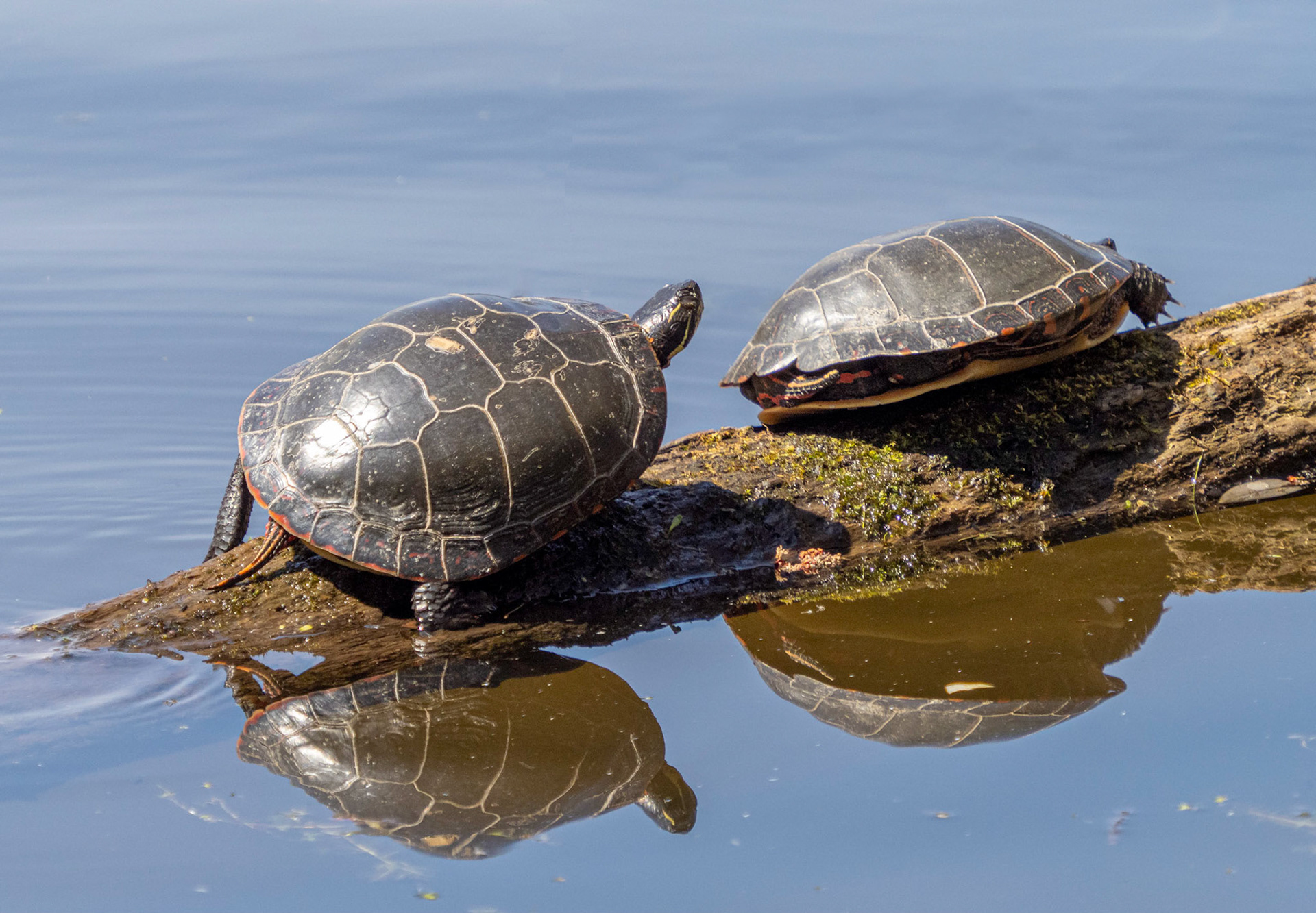 painted turtles
