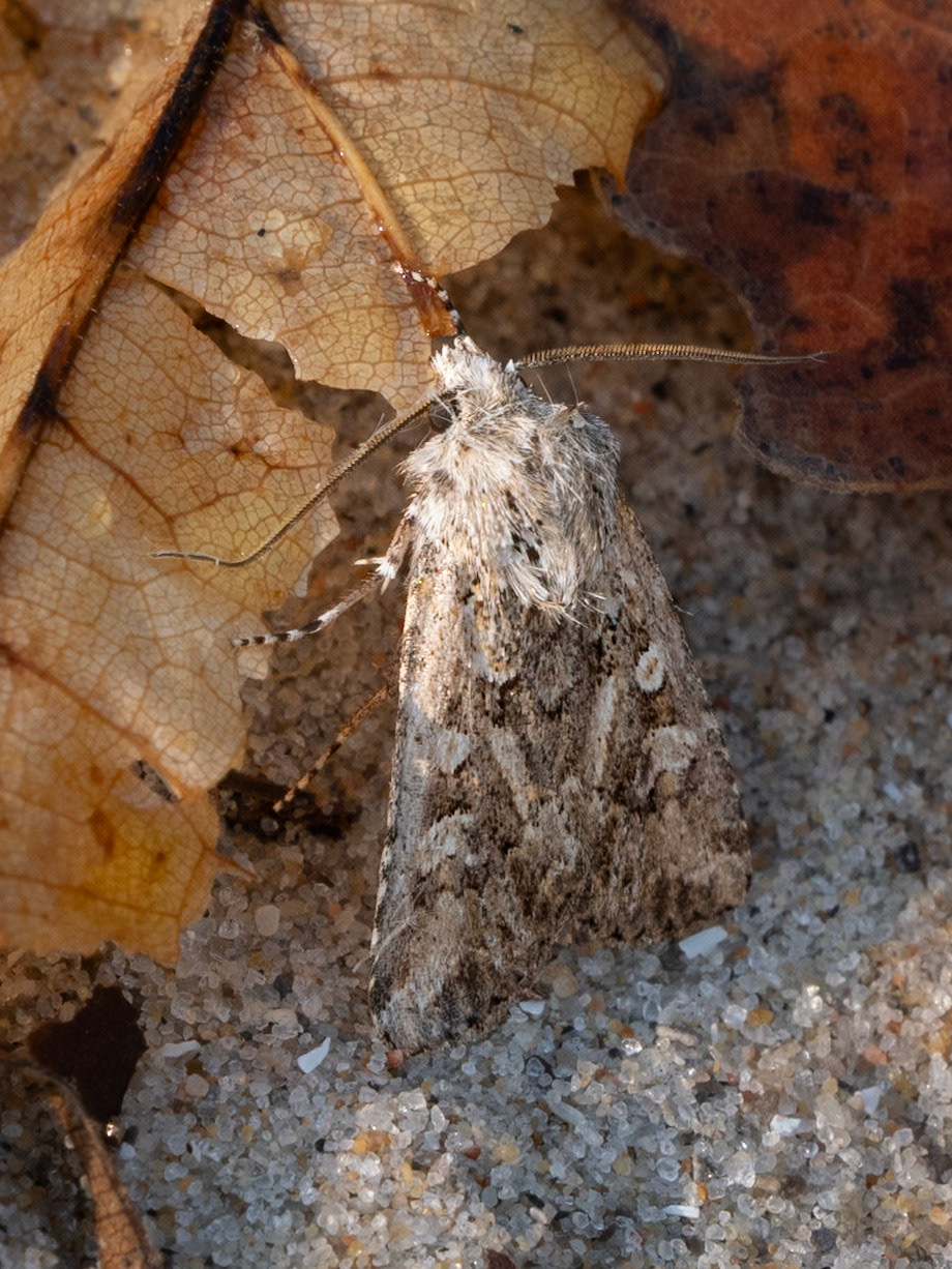 sand cutworm moth