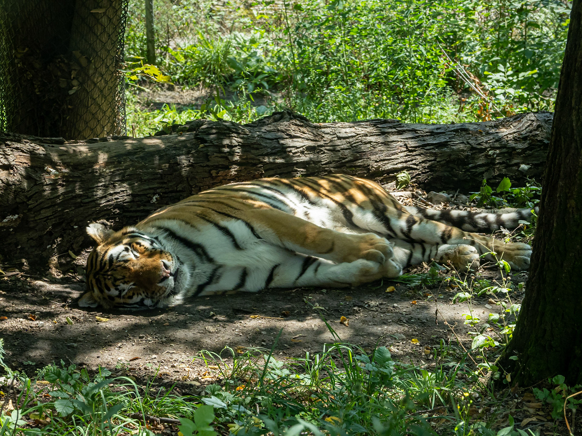 Amur tiger