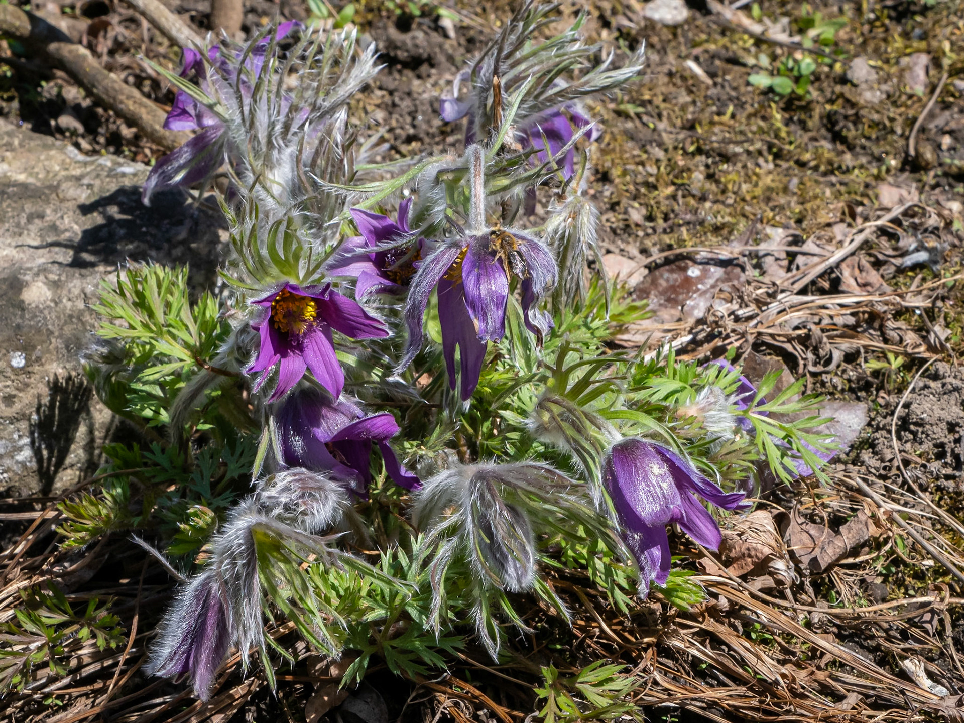 Pasque flower