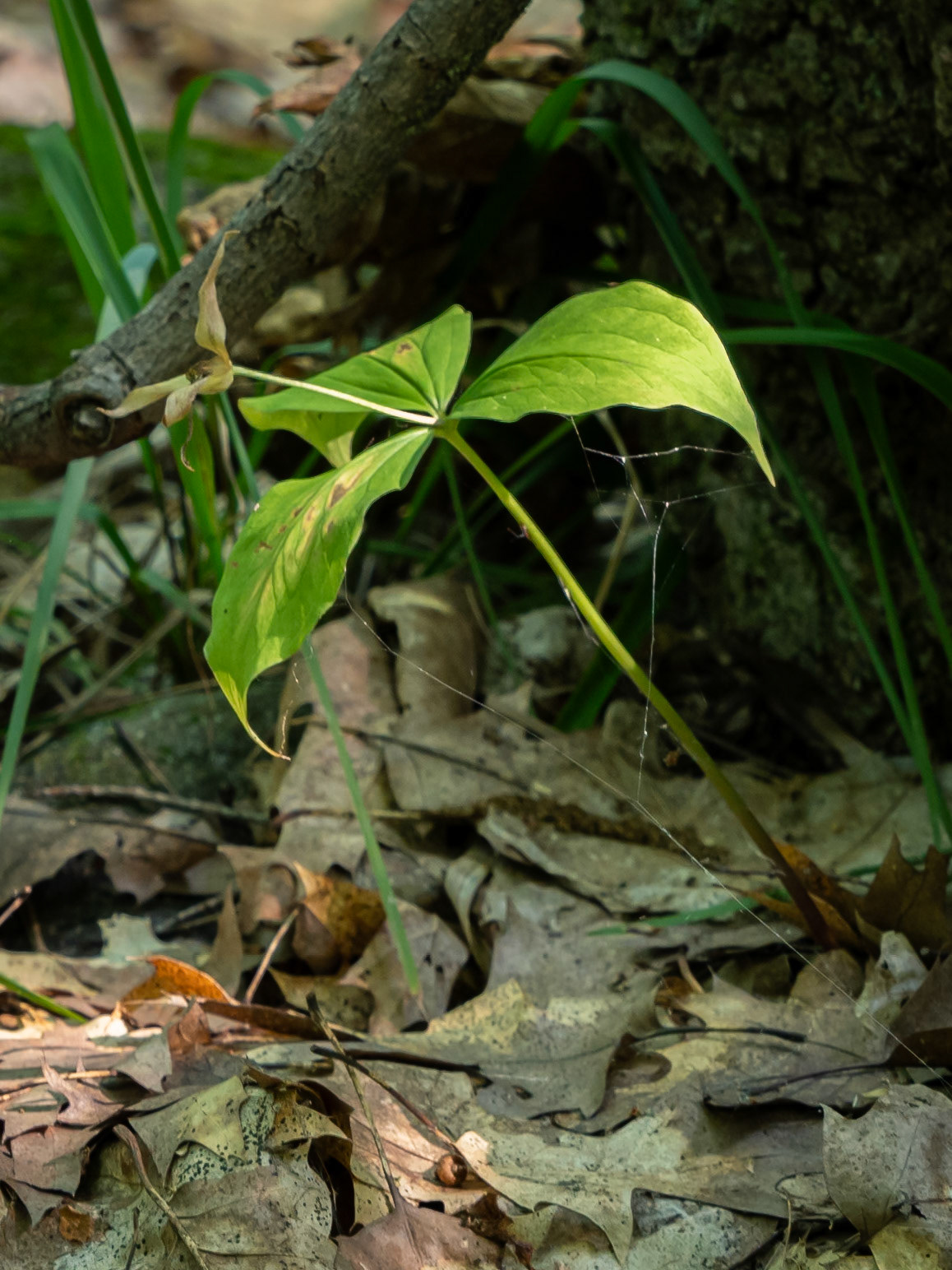 trillium remains