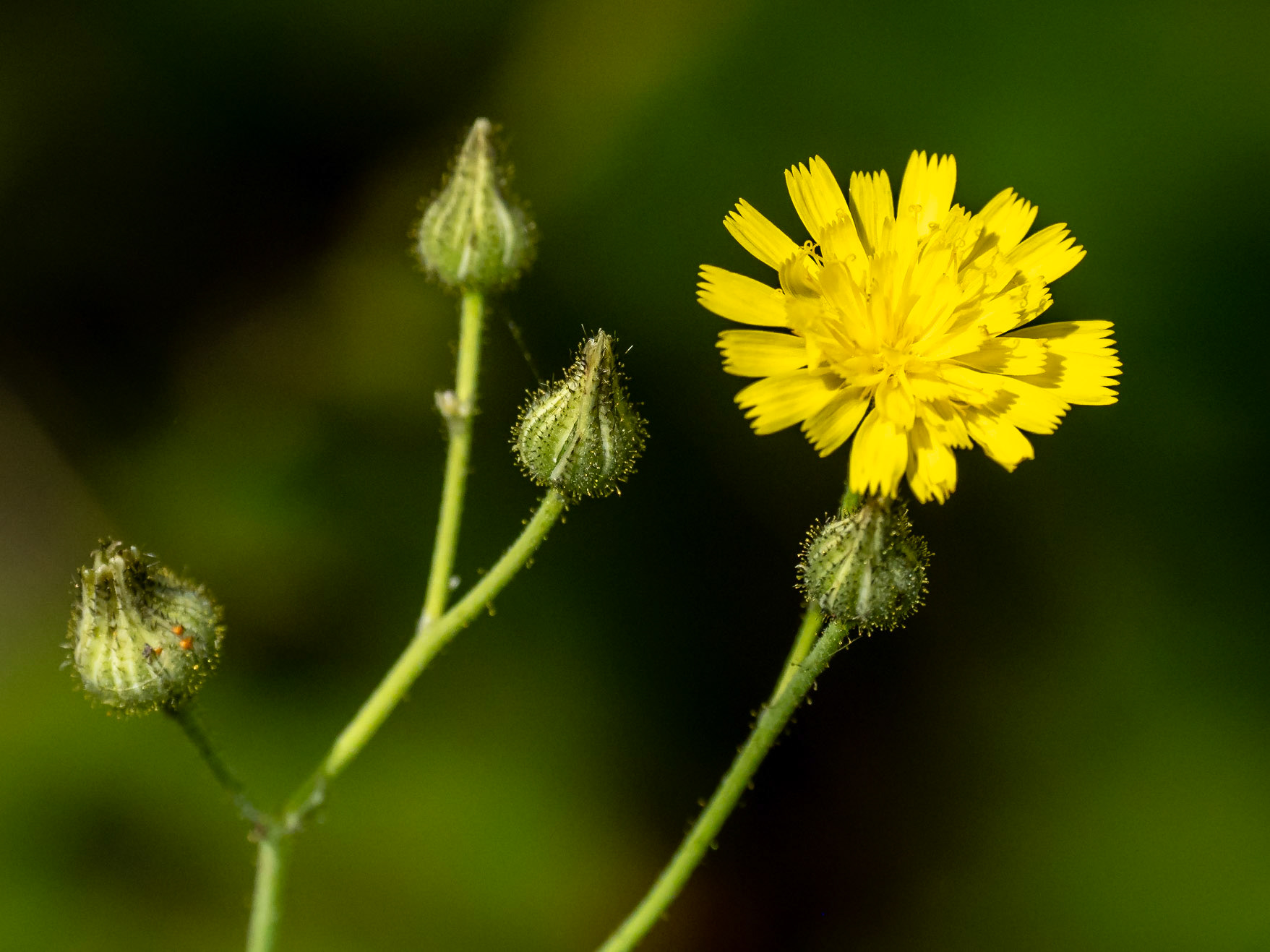Hawkweed