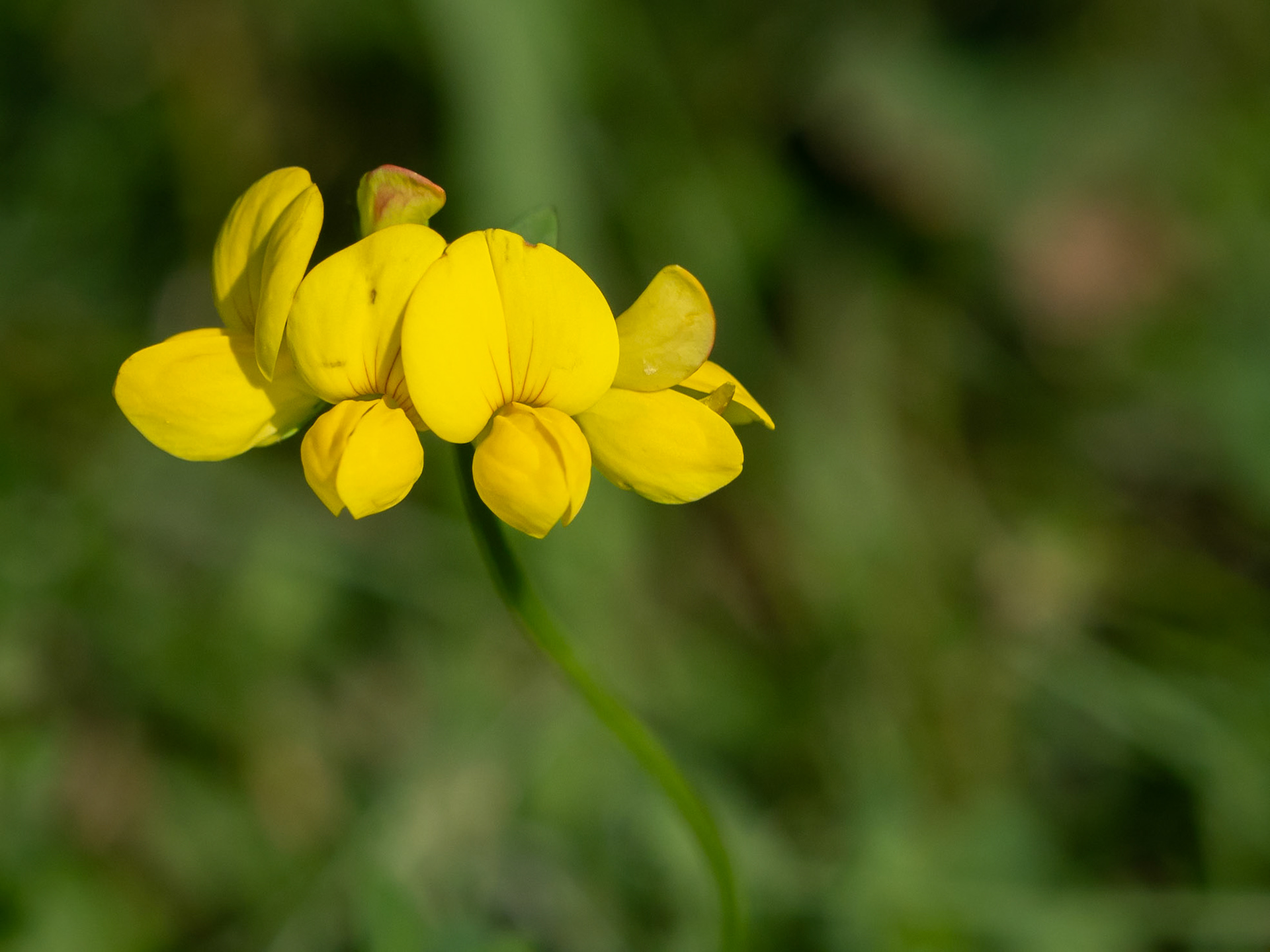 bird's foot trefoil