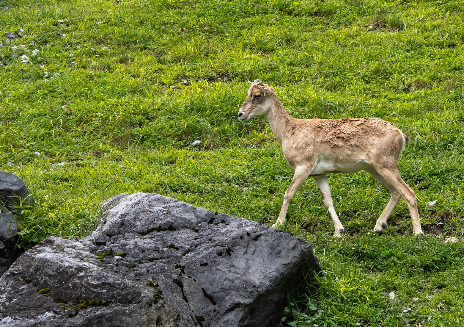 female armenian mouflon