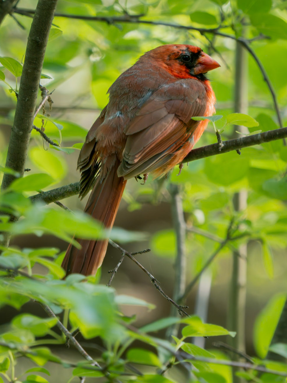 cardinal in partial molt