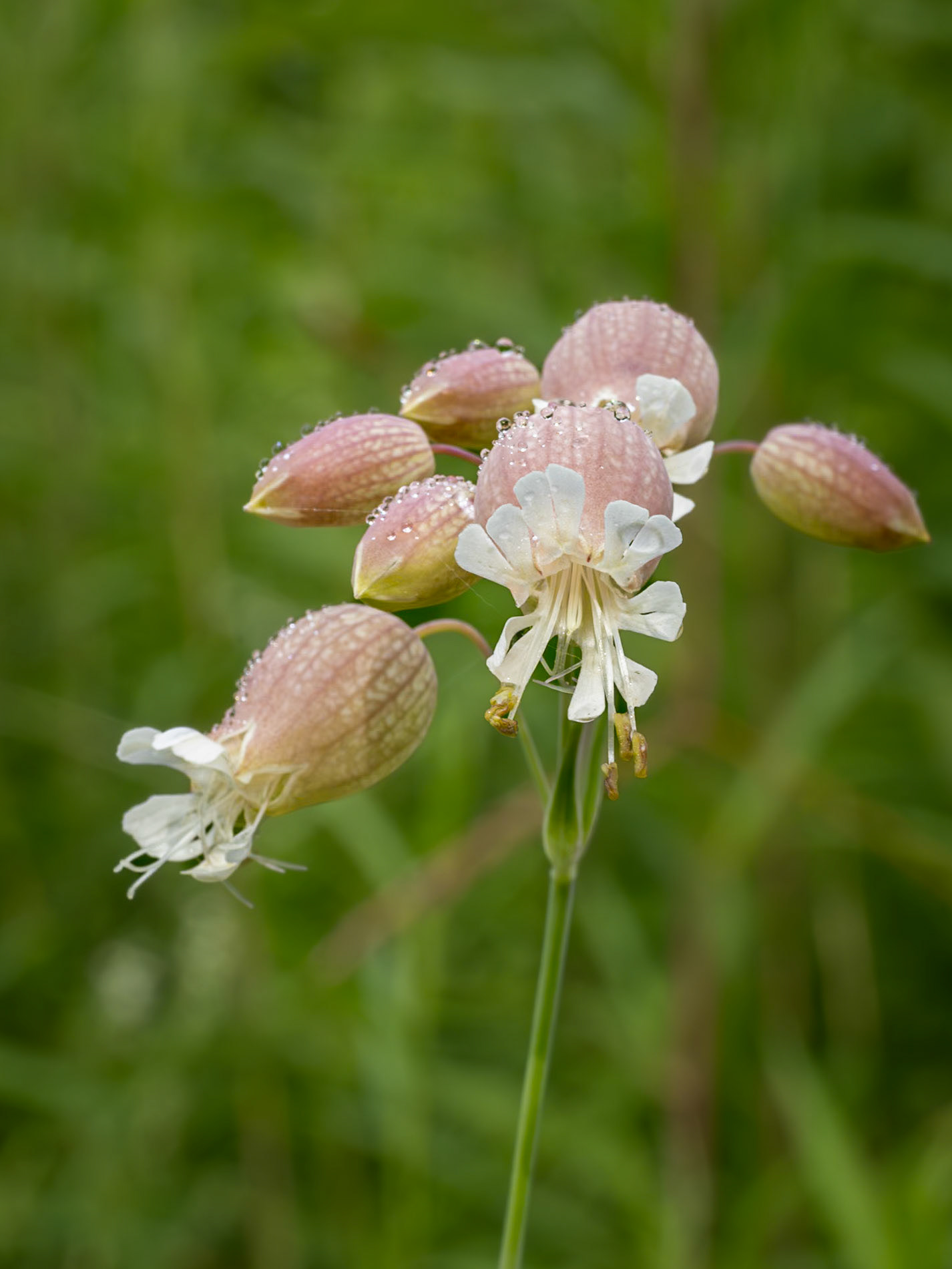 baldder campion