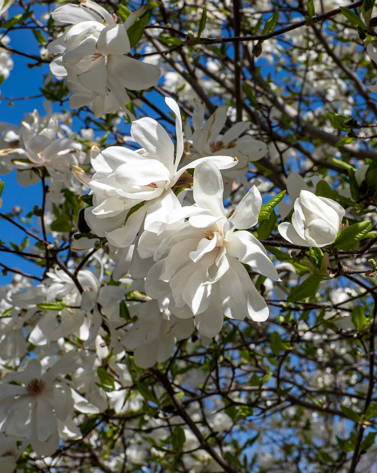 Magnolia