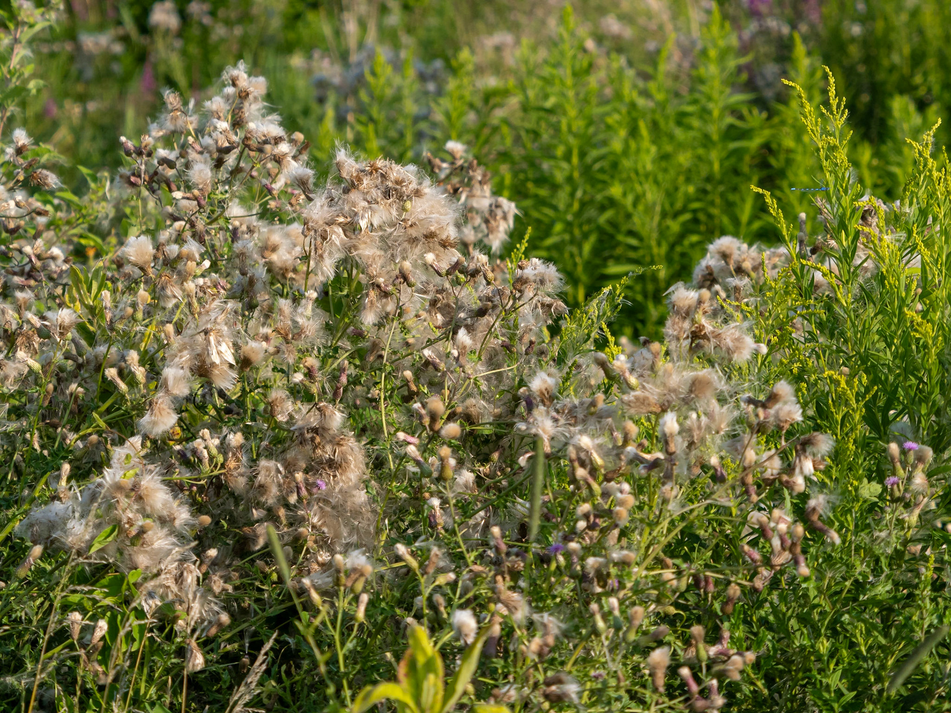 Canada thistle seeding