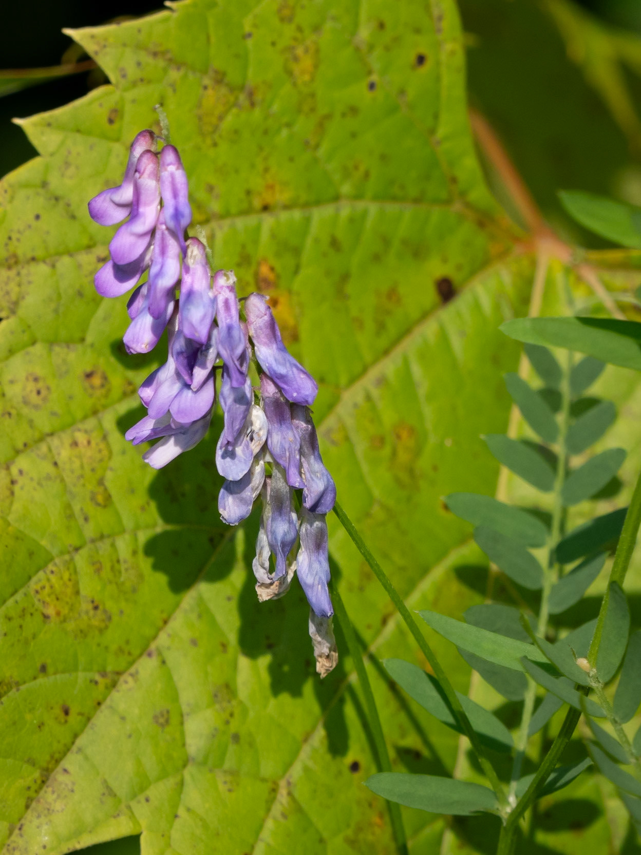 tufted vetch
