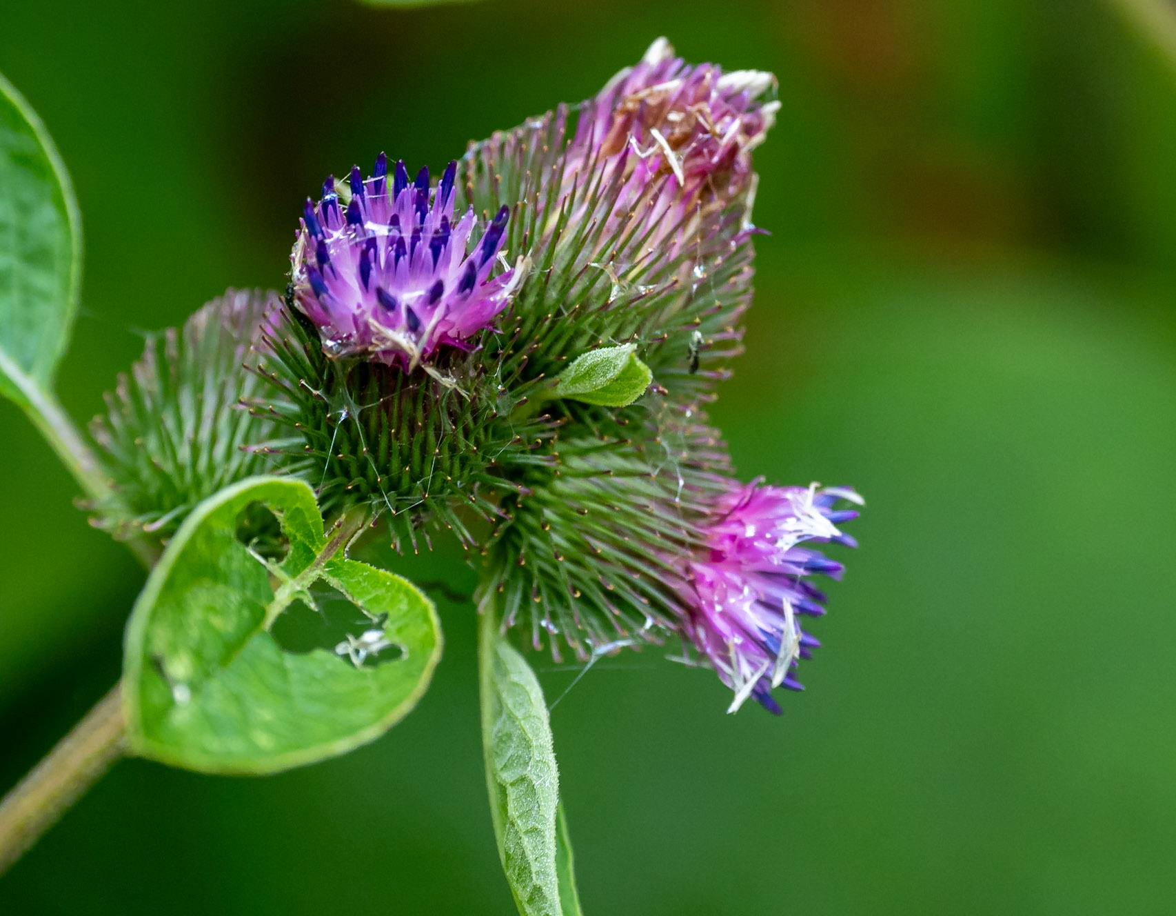 Burdock (only one I found in bloom)