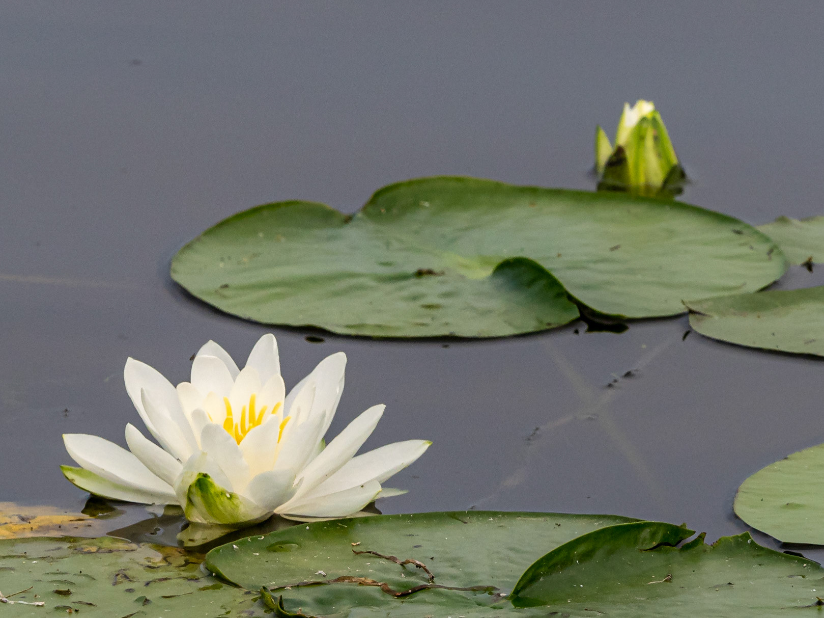 White waterlily