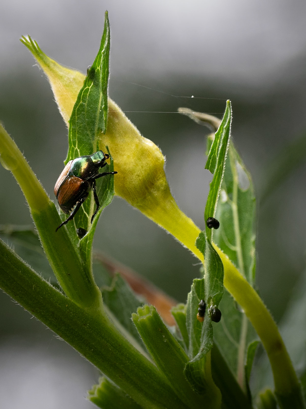 Japanese beetles